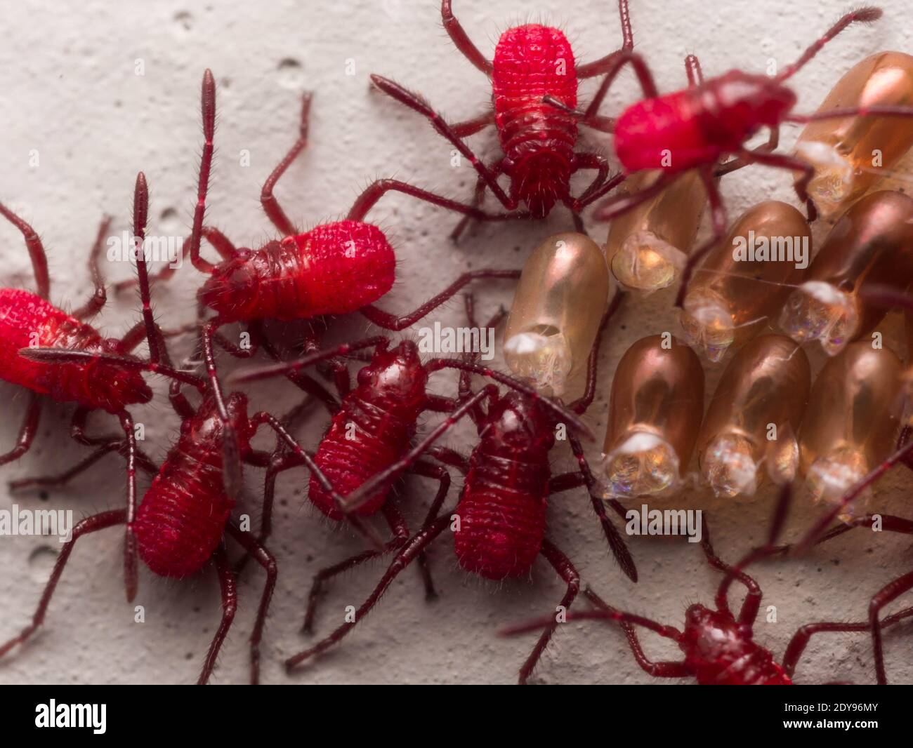 These Bright Red Coreidae Leaf Footed Bug Or Squash Bug Just Hatched From The Golden Eggs Stock Photo Alamy