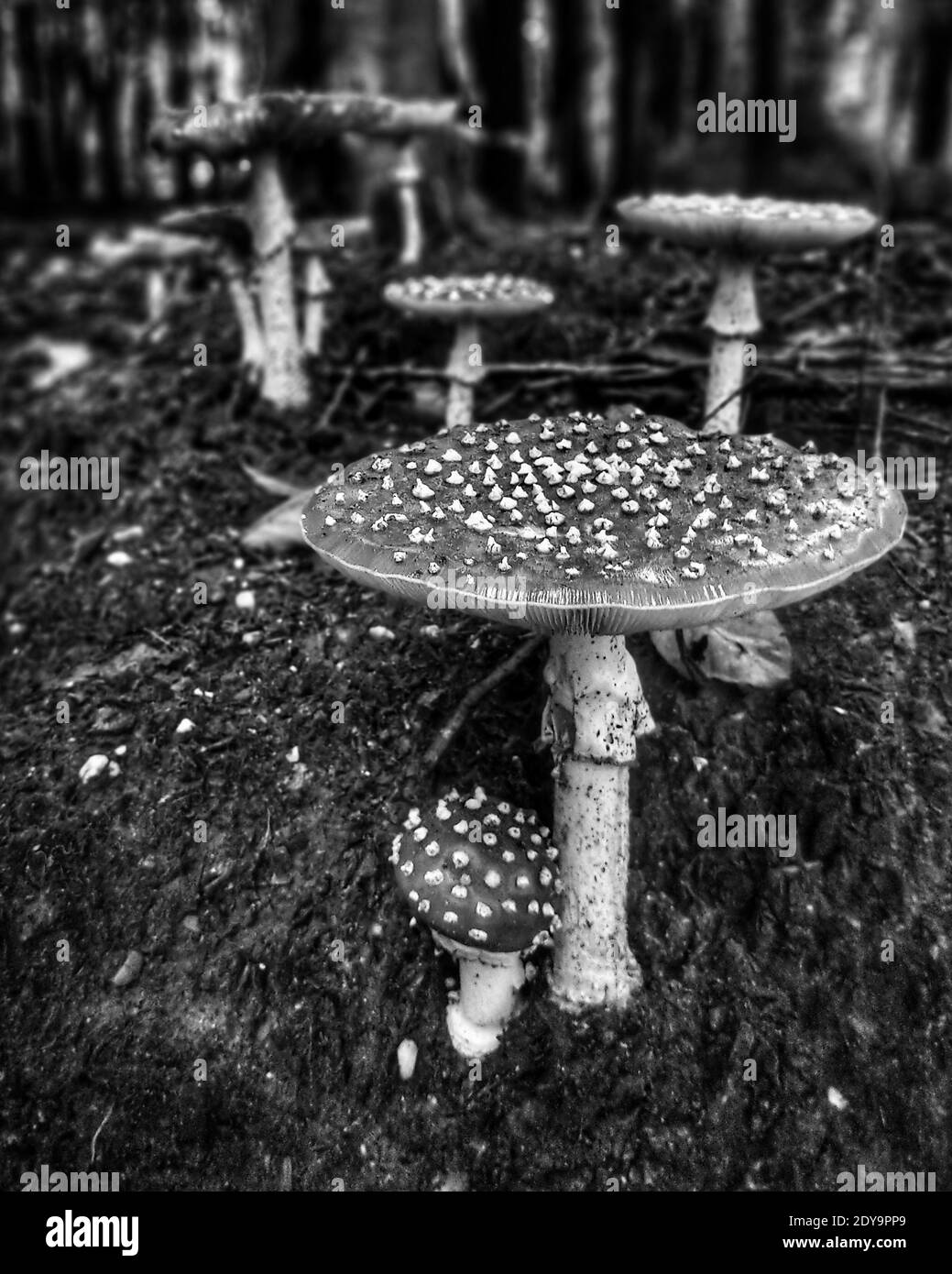 Collection mushrooms Black and White Stock Photos & Images Alamy