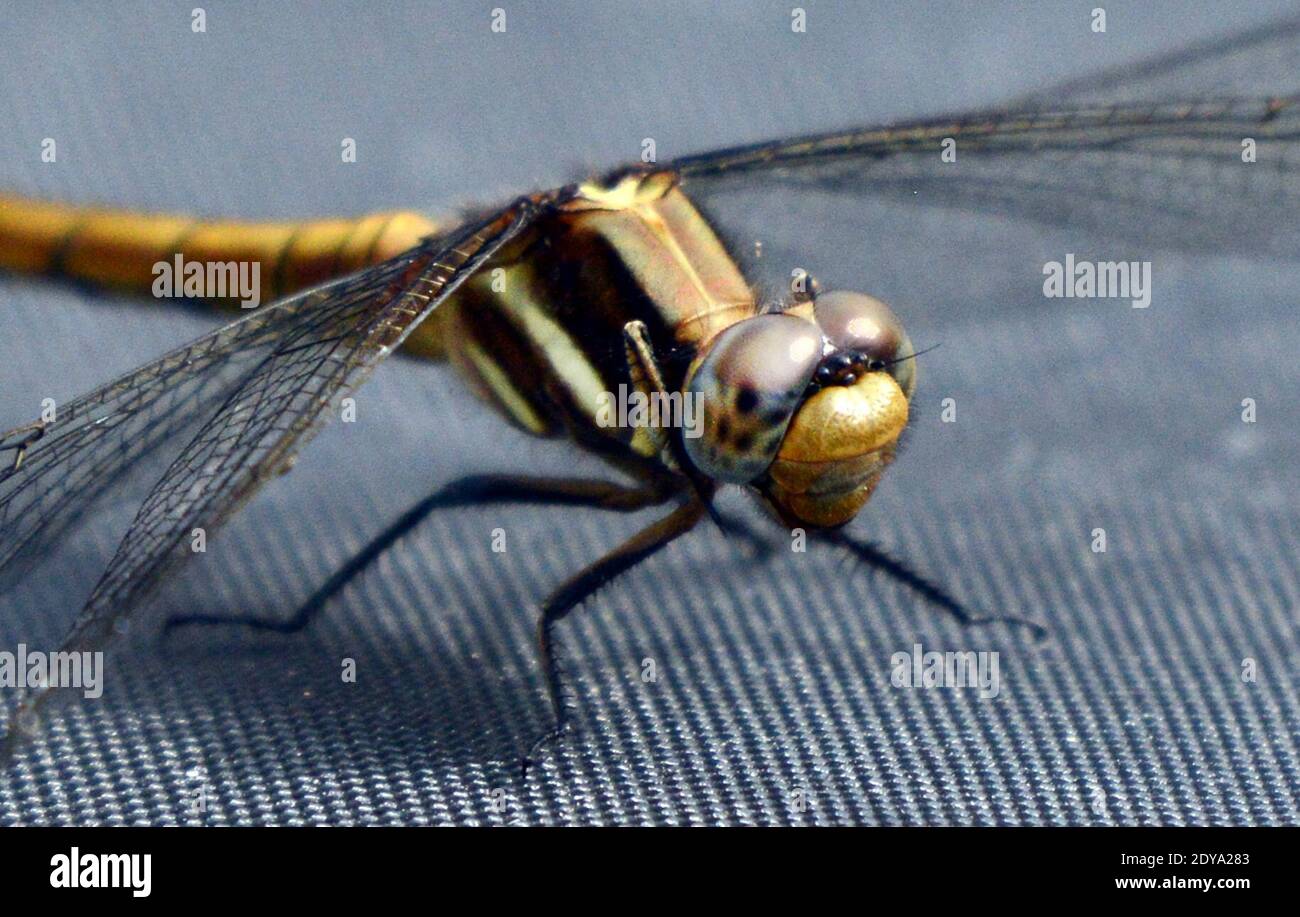 A closeup of a dragonfly on Lamma island in Hong Kong. Stock Photo