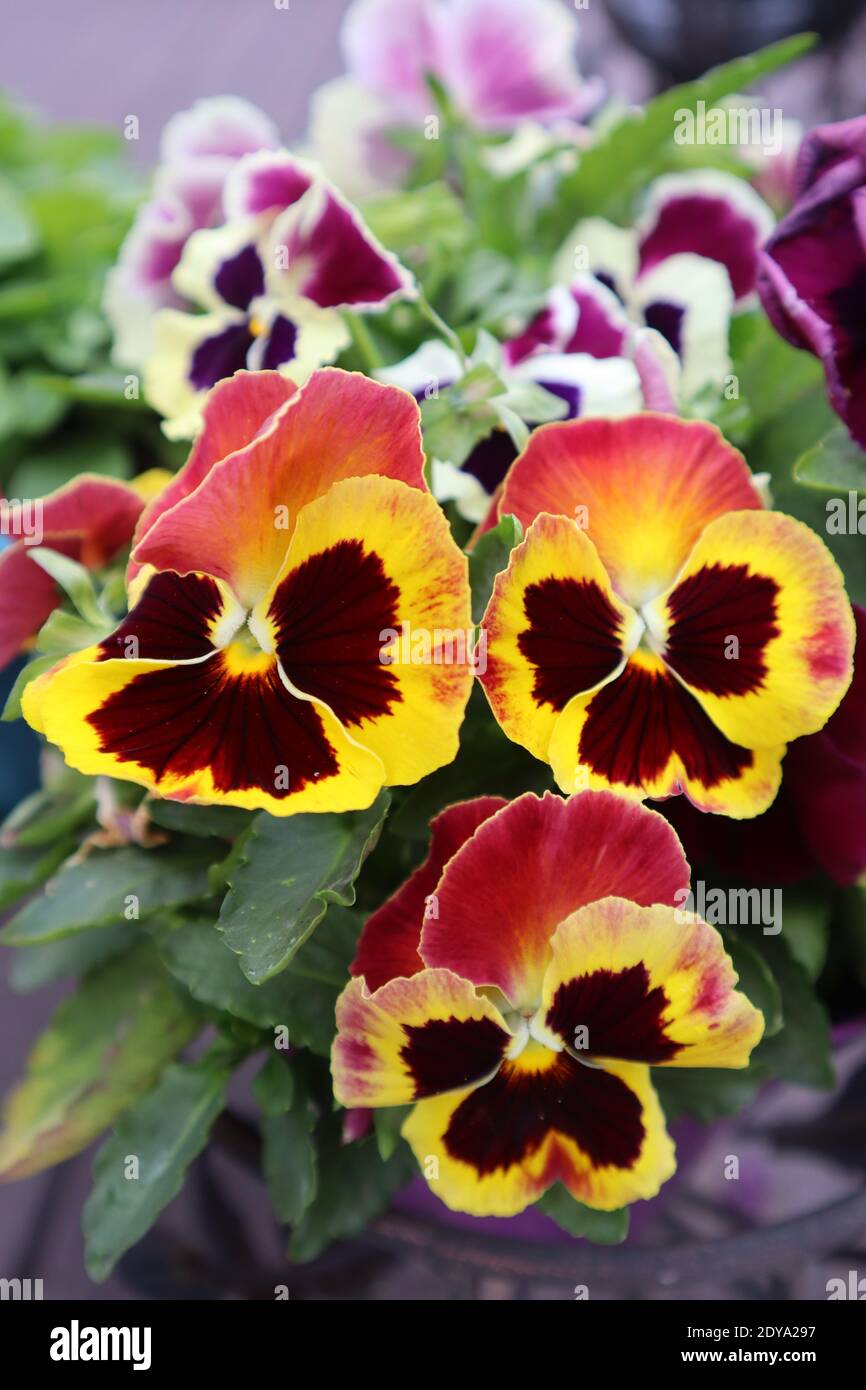 floral landscape, beautiful viola flowers bloom on the flower bed in