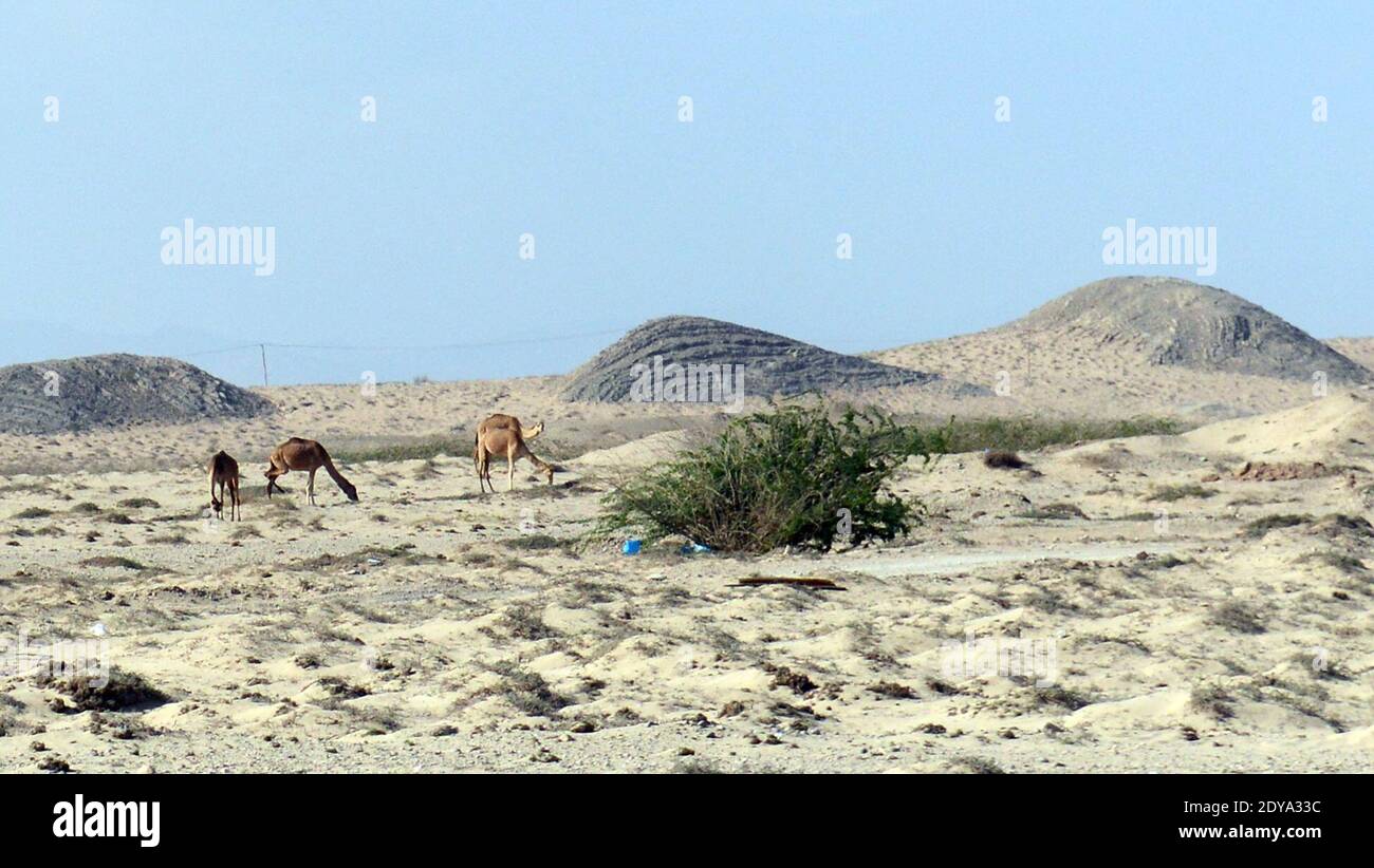 Camels grazing in the desert in Oman. Stock Photo