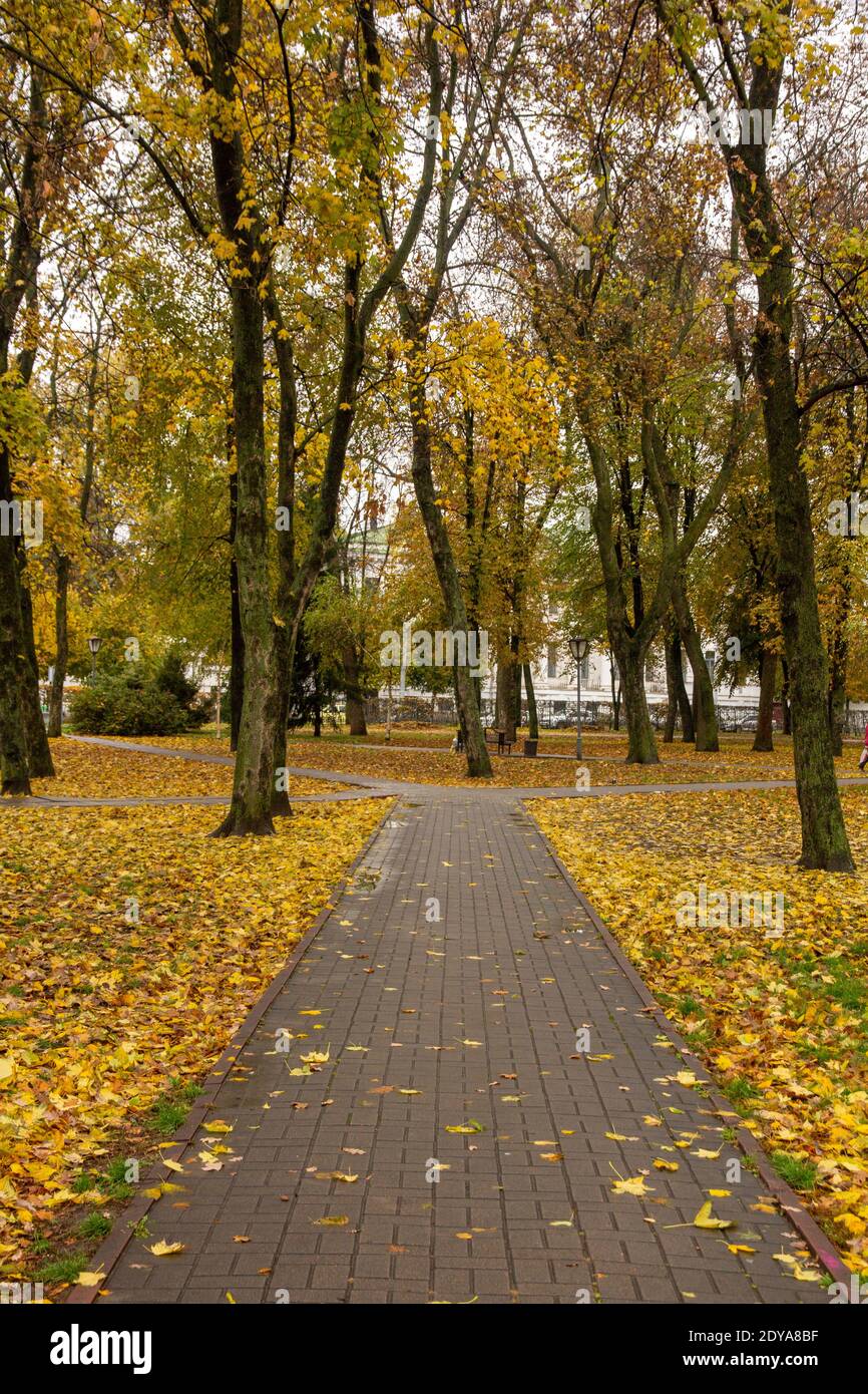Path with autumn leaves in the old park after the rain Stock Photo - Alamy