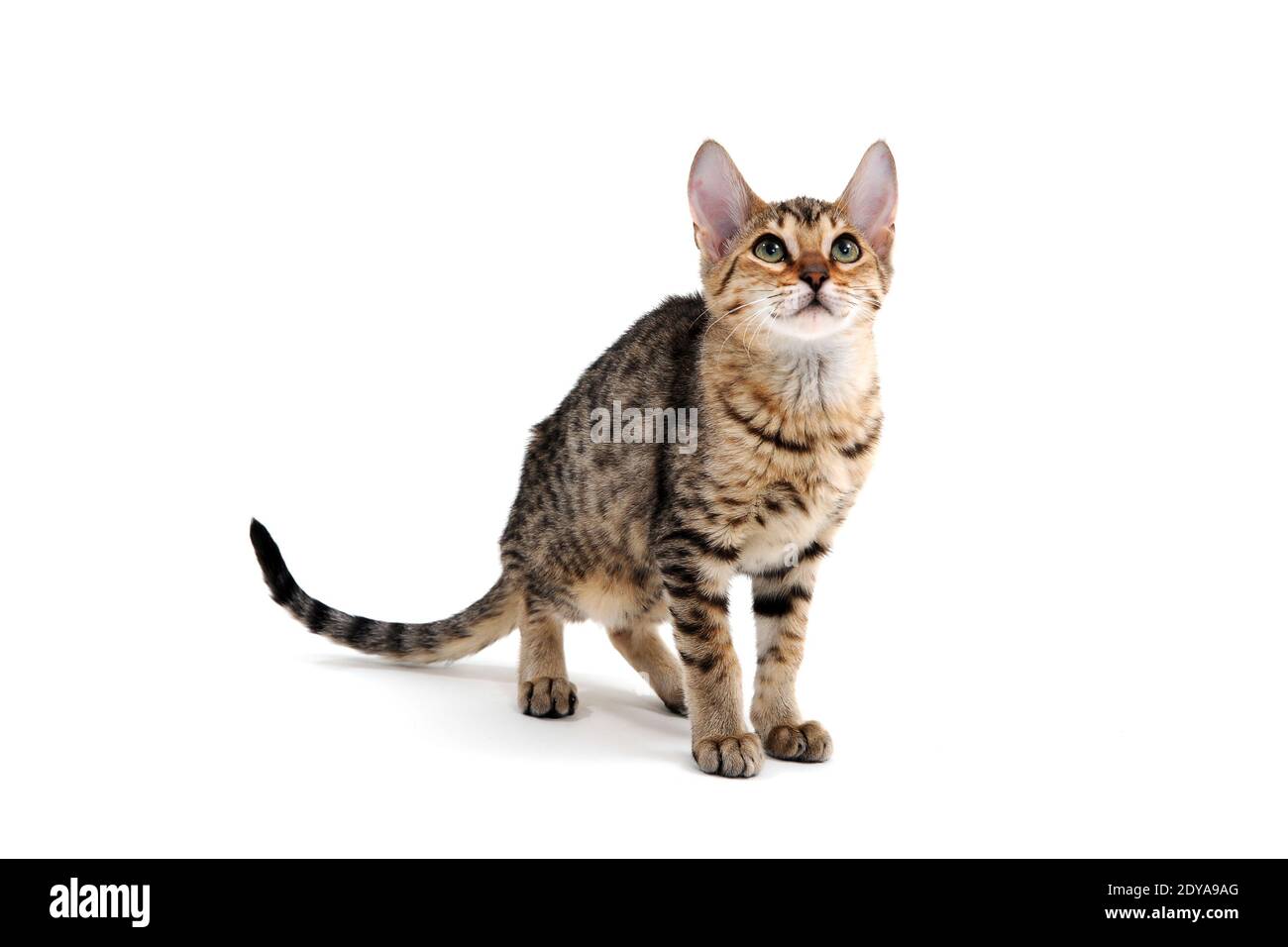 Purebred smooth-haired kitten on a white background Stock Photo