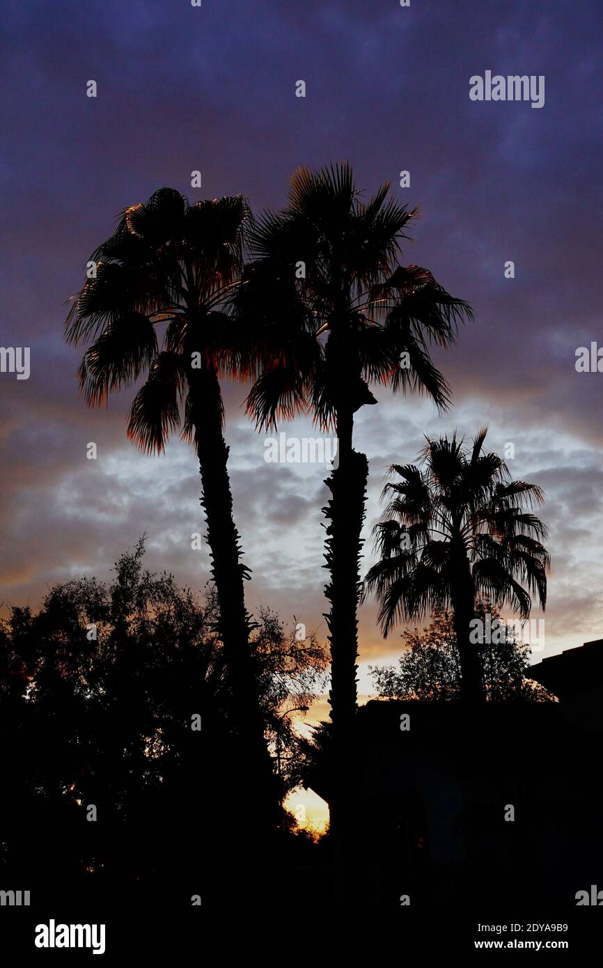 A silhouette of palm trees against a colorful sunset Stock Photo - Alamy
