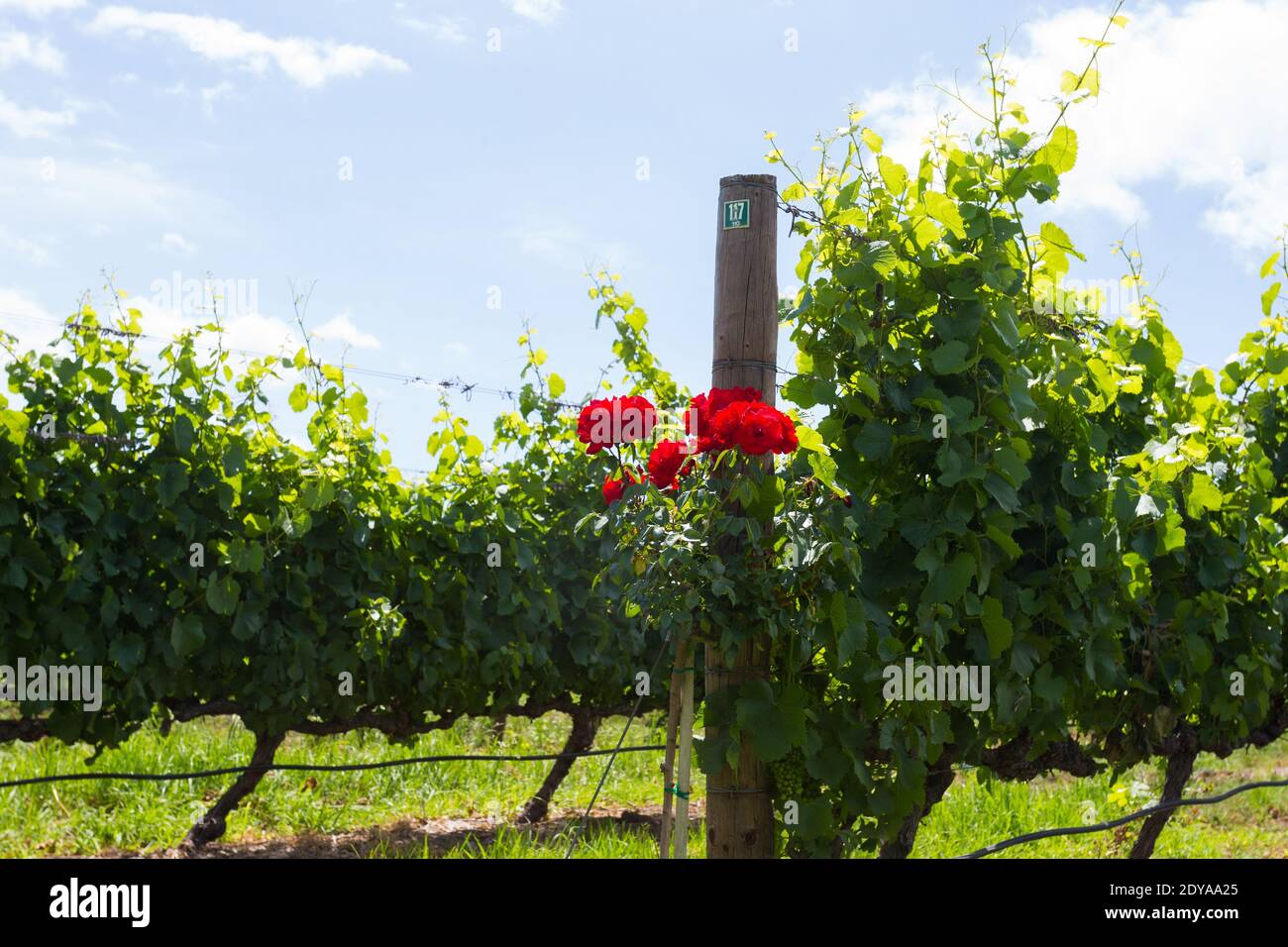 rose bush at the end of a grapevine in a vineyard in Summer, Cape