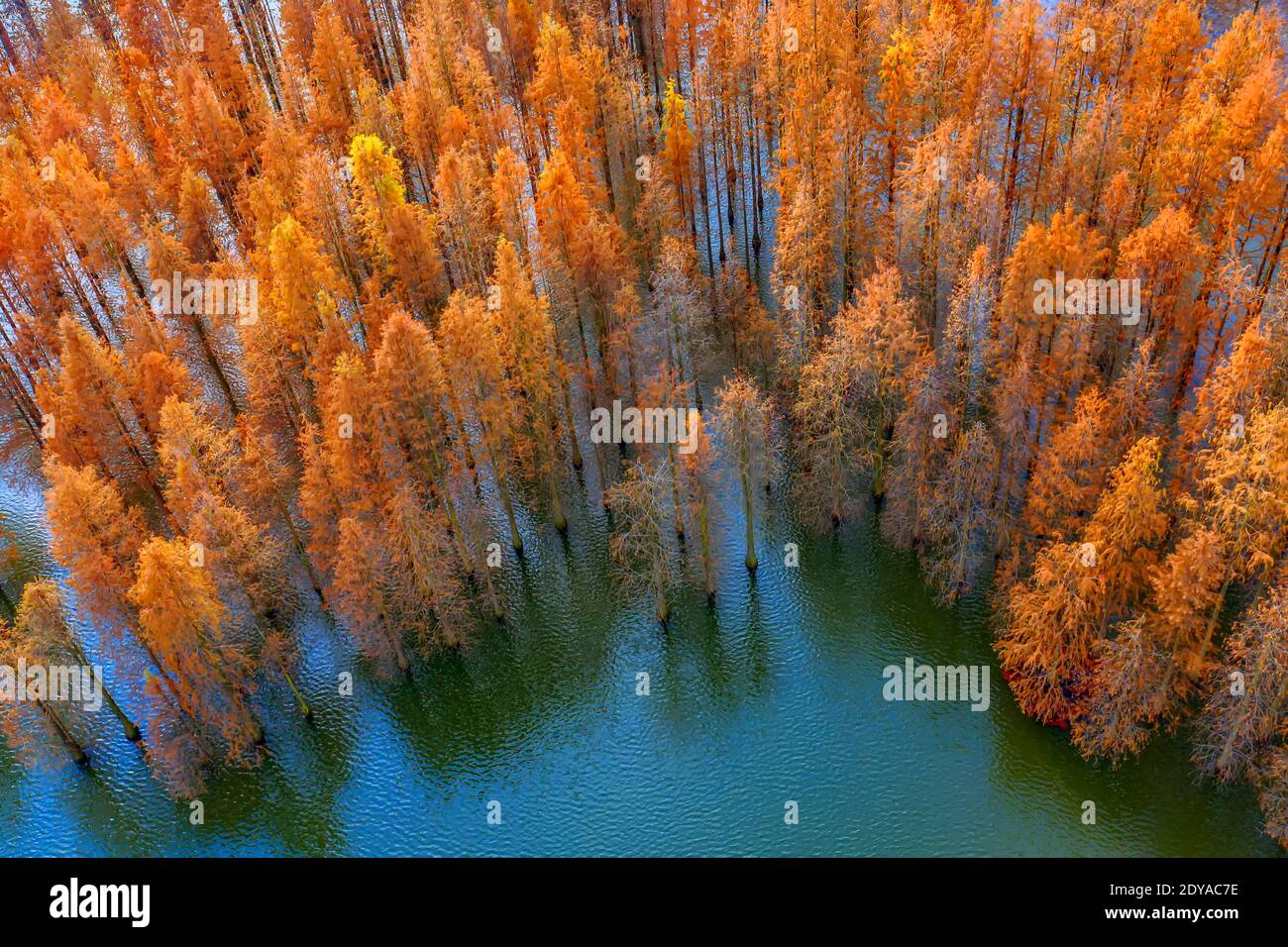 A large number of dawn redwoods in Chishanhu wetland park, which seems like a water forest, attracting many birds to inhabit, in Liuhe district, Nanji Stock Photo