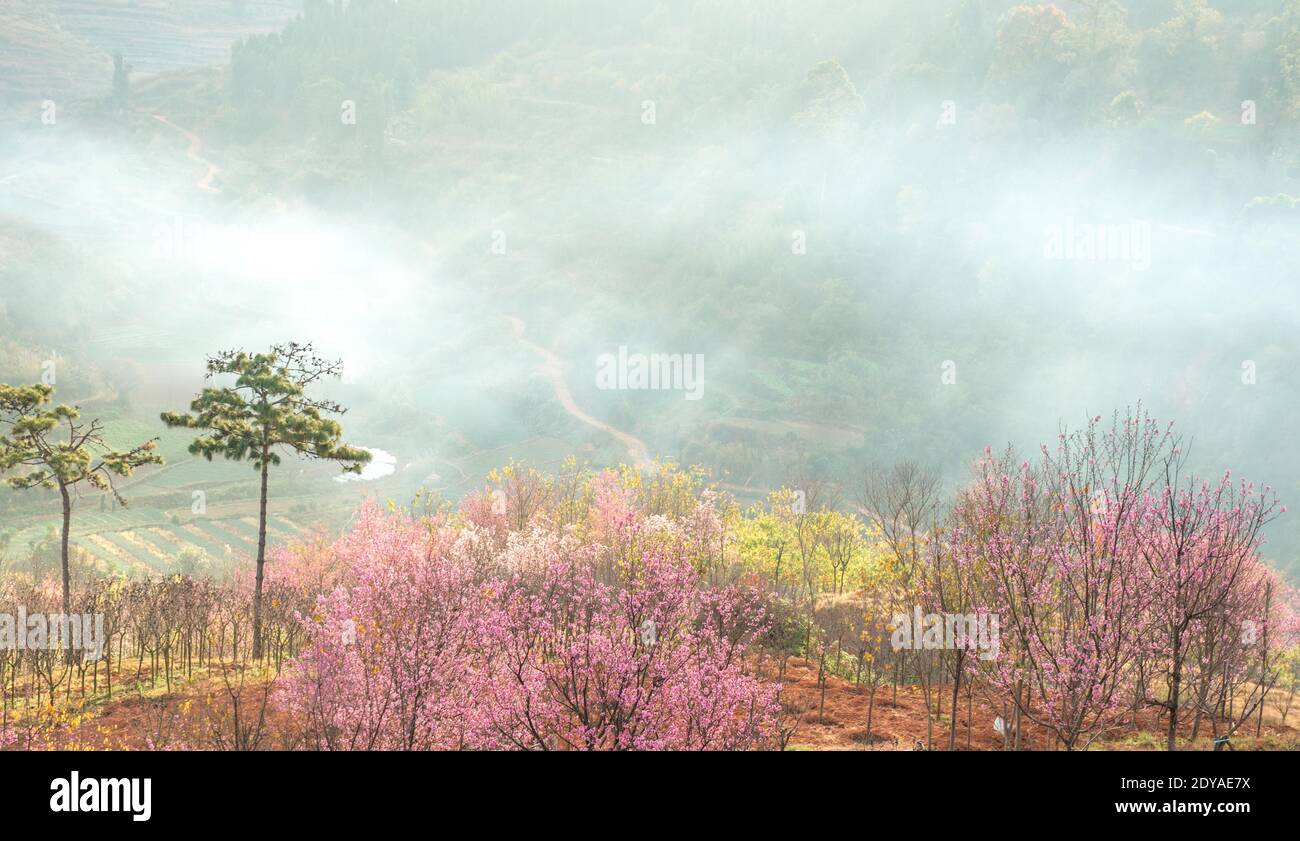 The scenery of pink winter cherry blossoms all over the mountains on Dongjiashan, Huaning county, Yuxi city, southwest Yunnan's province, 14 December Stock Photo