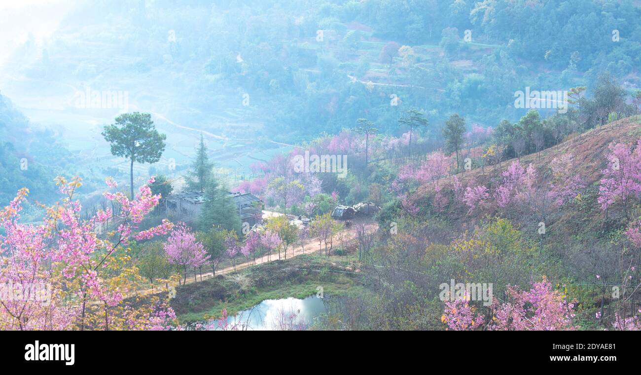The scenery of pink winter cherry blossoms all over the mountains on Dongjiashan, Huaning county, Yuxi city, southwest Yunnan's province, 14 December Stock Photo