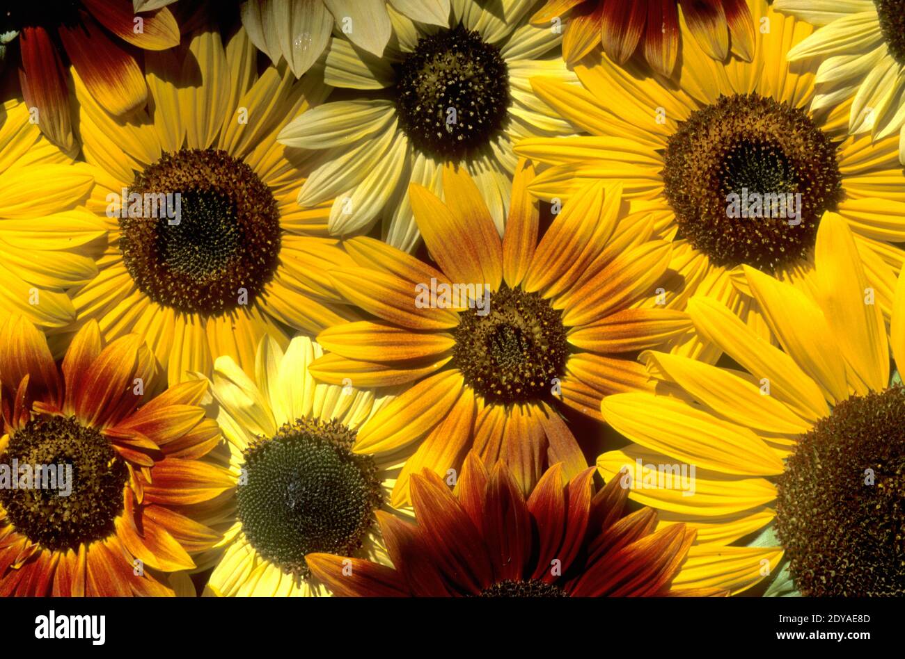 Domestic sunflower arrangement (Helianthus sp.) Stock Photo