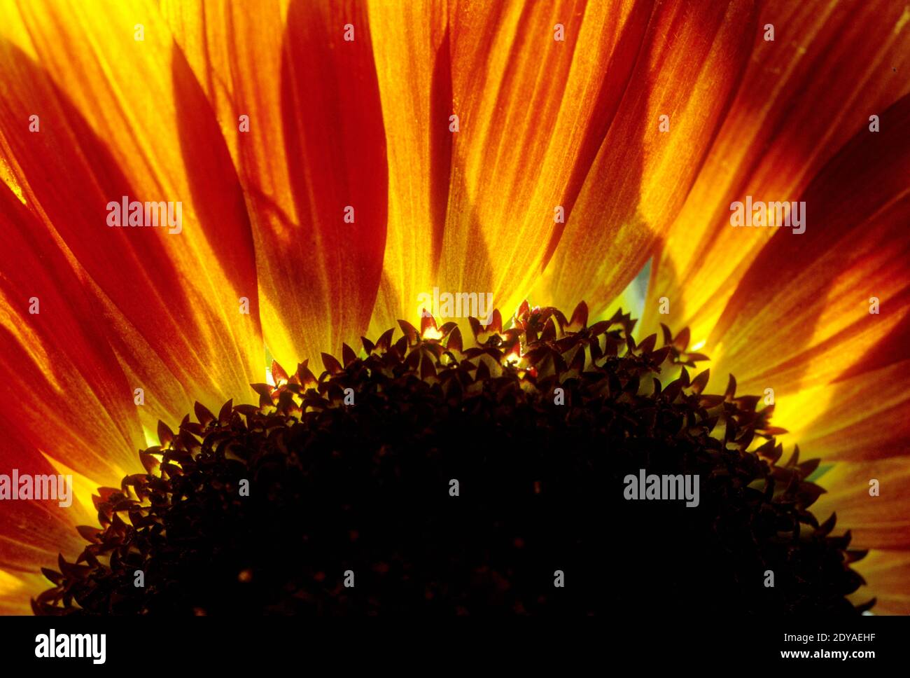 Domestic sunflower close-up (Helianthus sp.) Stock Photo