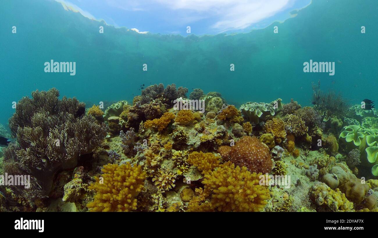 Tropical coral reef. Underwater fishes and corals. Philippines Stock ...