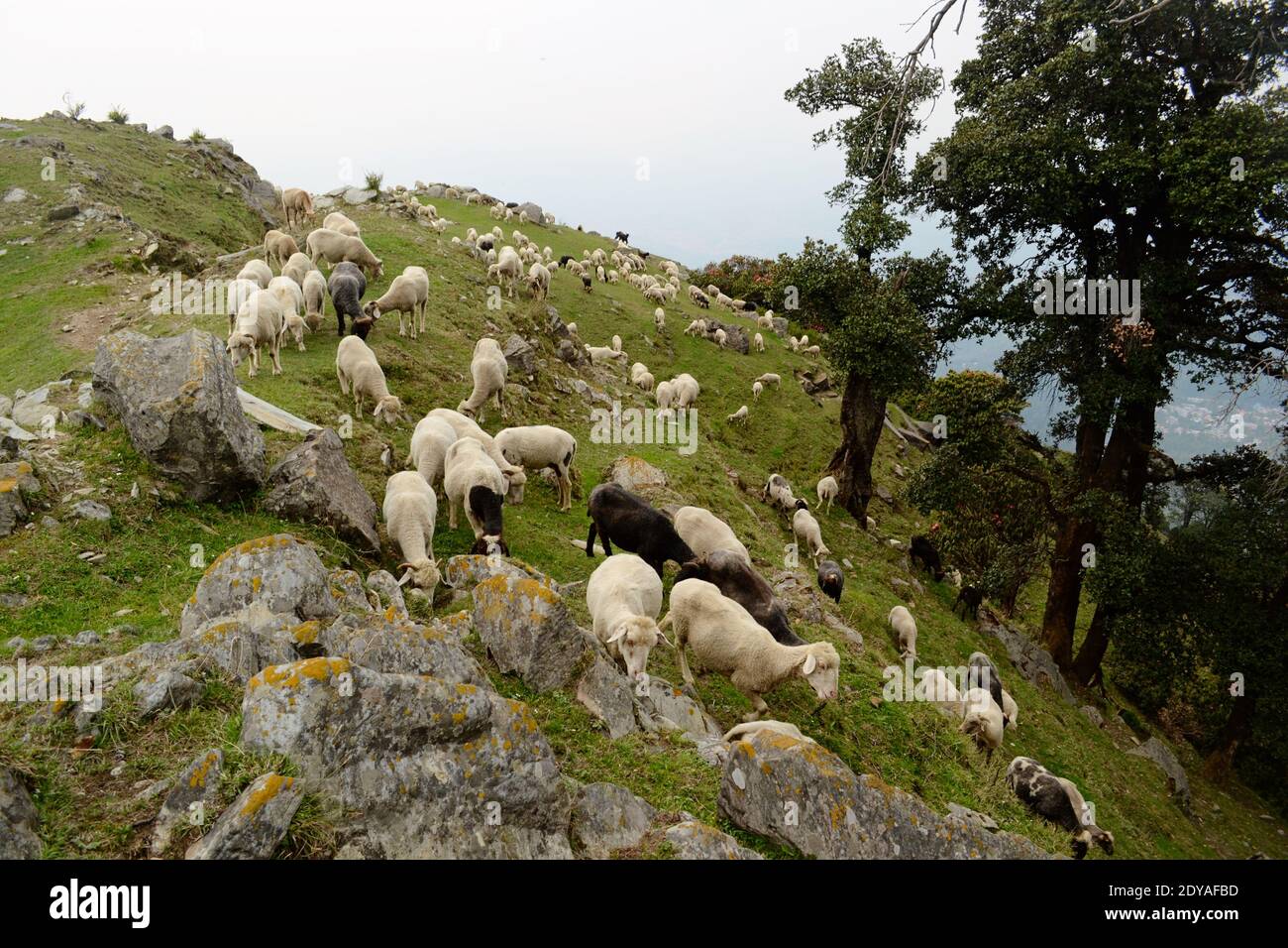 Mountain range near Triund Hill. Herd of sheep grazing on a green meadow between rocks in the mountains near McLeod Ganj. Foothills of Himalaya Stock Photo