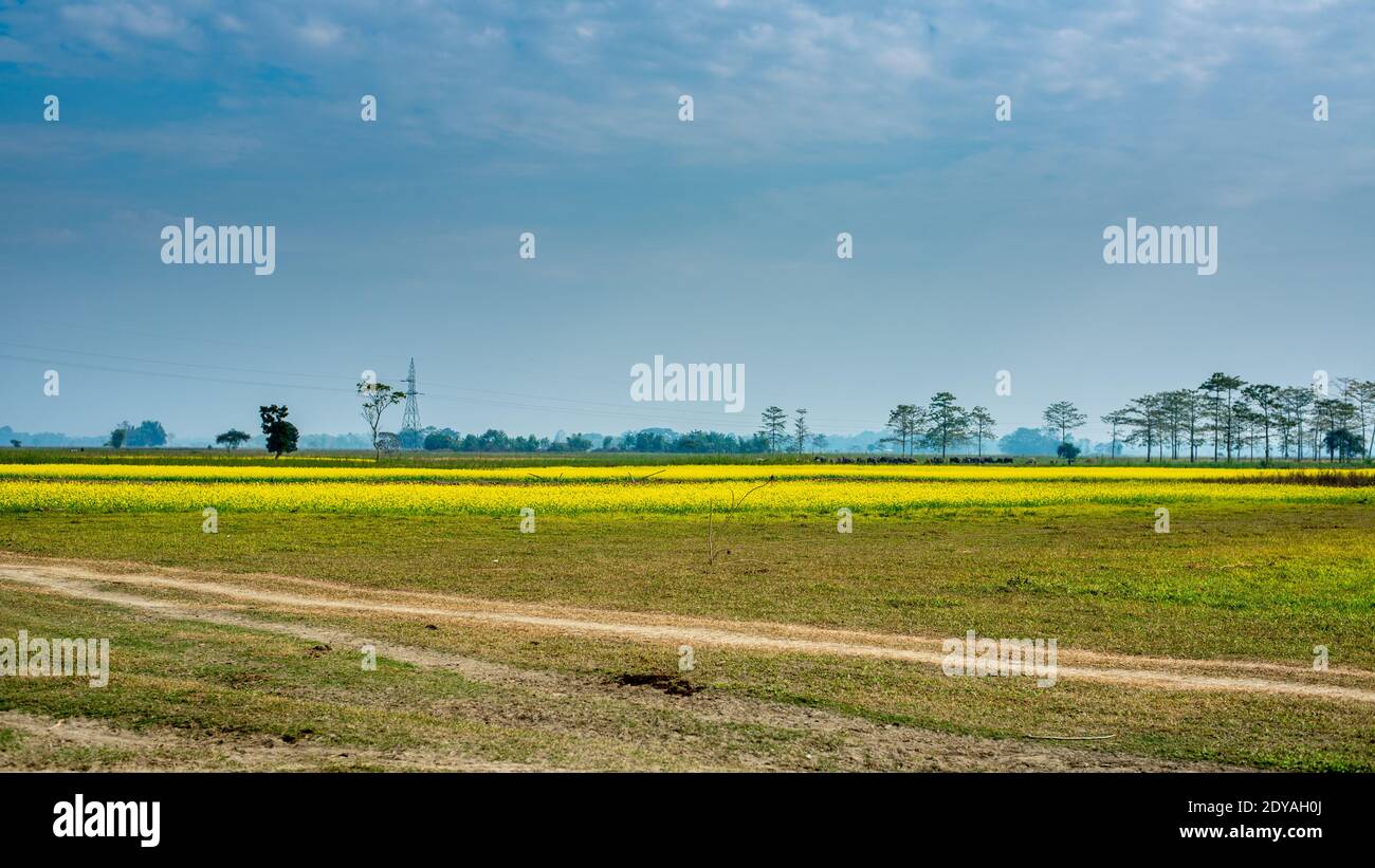 Tree trees horizon cloud hi-res stock photography and images - Alamy