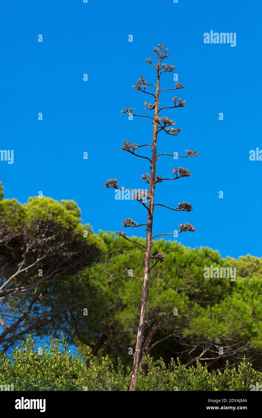 American agave flowering (Agave americana), maguey, Elba Island,Tuscany, Italy Stock Photo