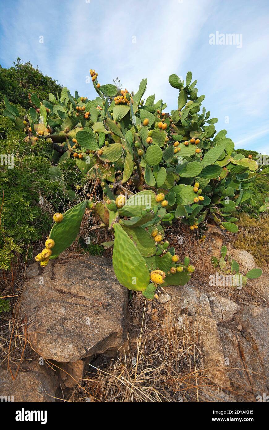 Prickly pear (Opuntia ficus indica) in Elba Island, Tuscany, Italy Stock Photo