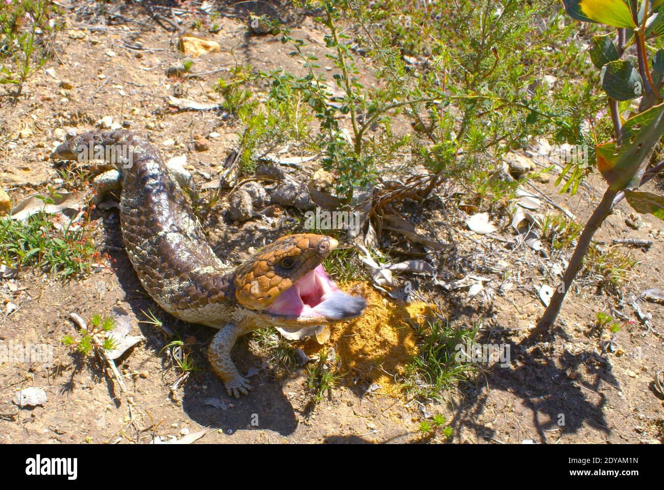 Threat display of Tiliqua rugosa with blue tongue, shingleback or bobtail lizard, in natural habitat near Serpentine in Western Australia Stock Photo