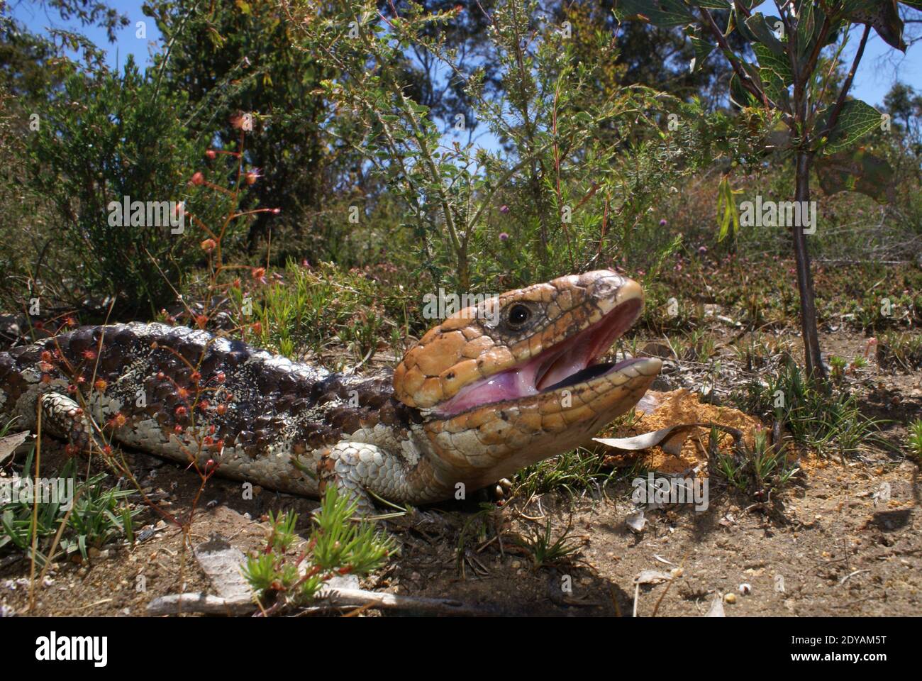 Tiliqua rugosa, the western shingleback or bobtail lizard, in natural