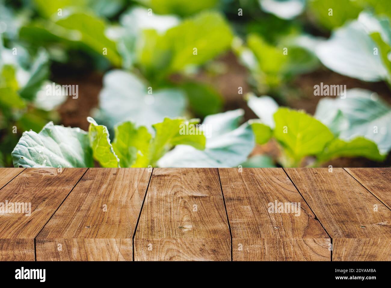 Blur home vegetable garden plant at backyard with wooden tabletop foreground space for natural advertising background Stock Photo