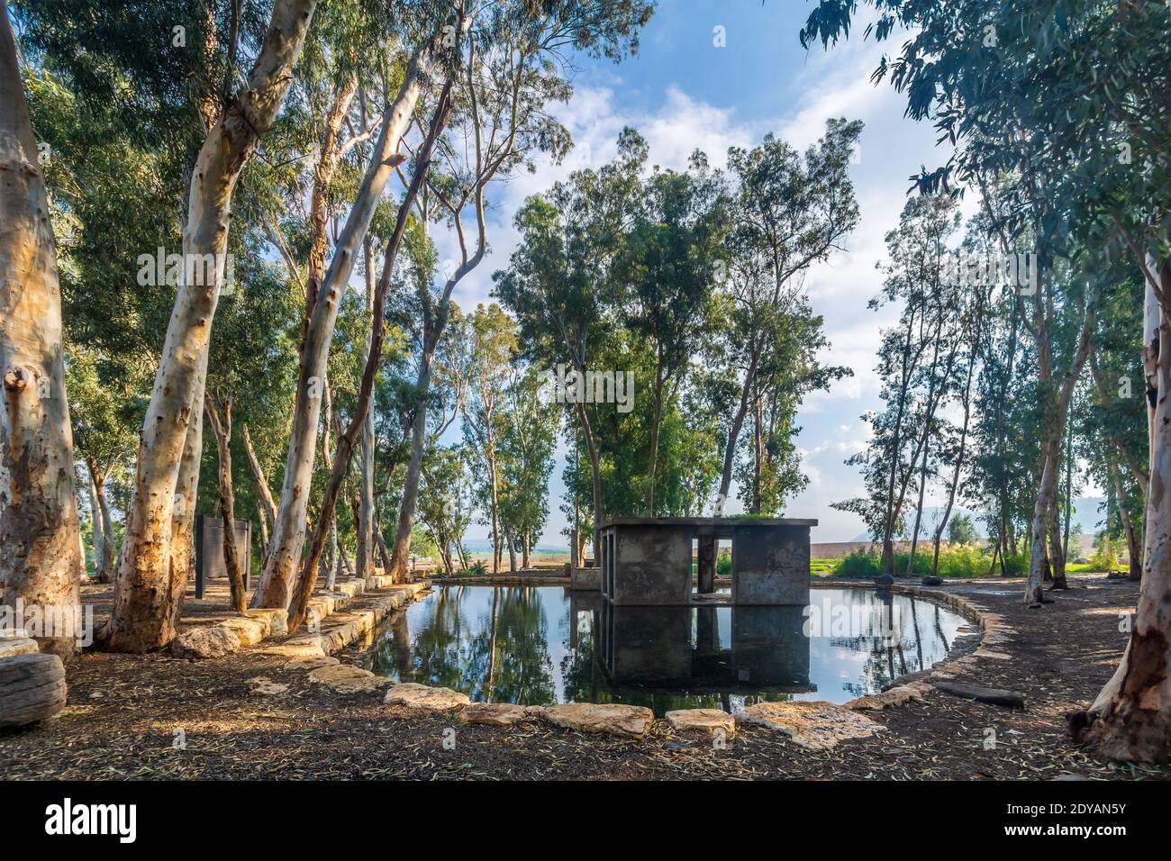 View of Ein Yizreel (spring of Jezreel) a water pool with Eucalyptus