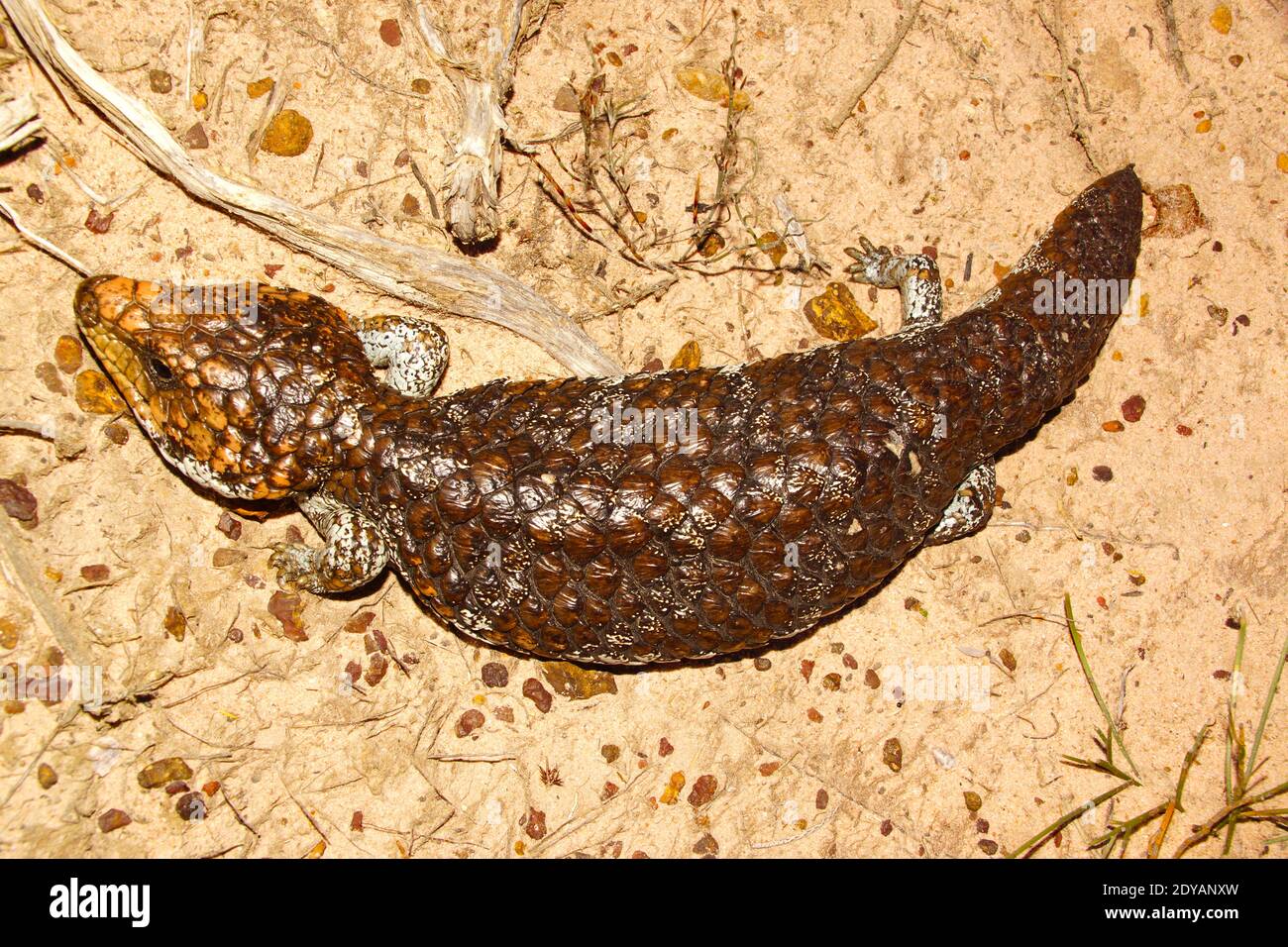 Tiliqua rugosa, the western shingleback or bobtail lizard, near
