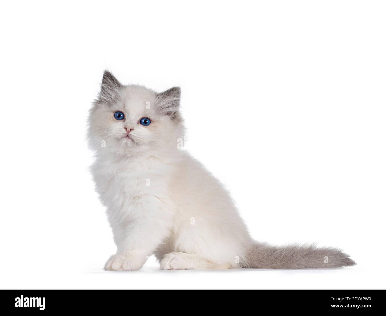 Blue bicolor ragdoll male kitten hi-res stock photography and images - Alamy