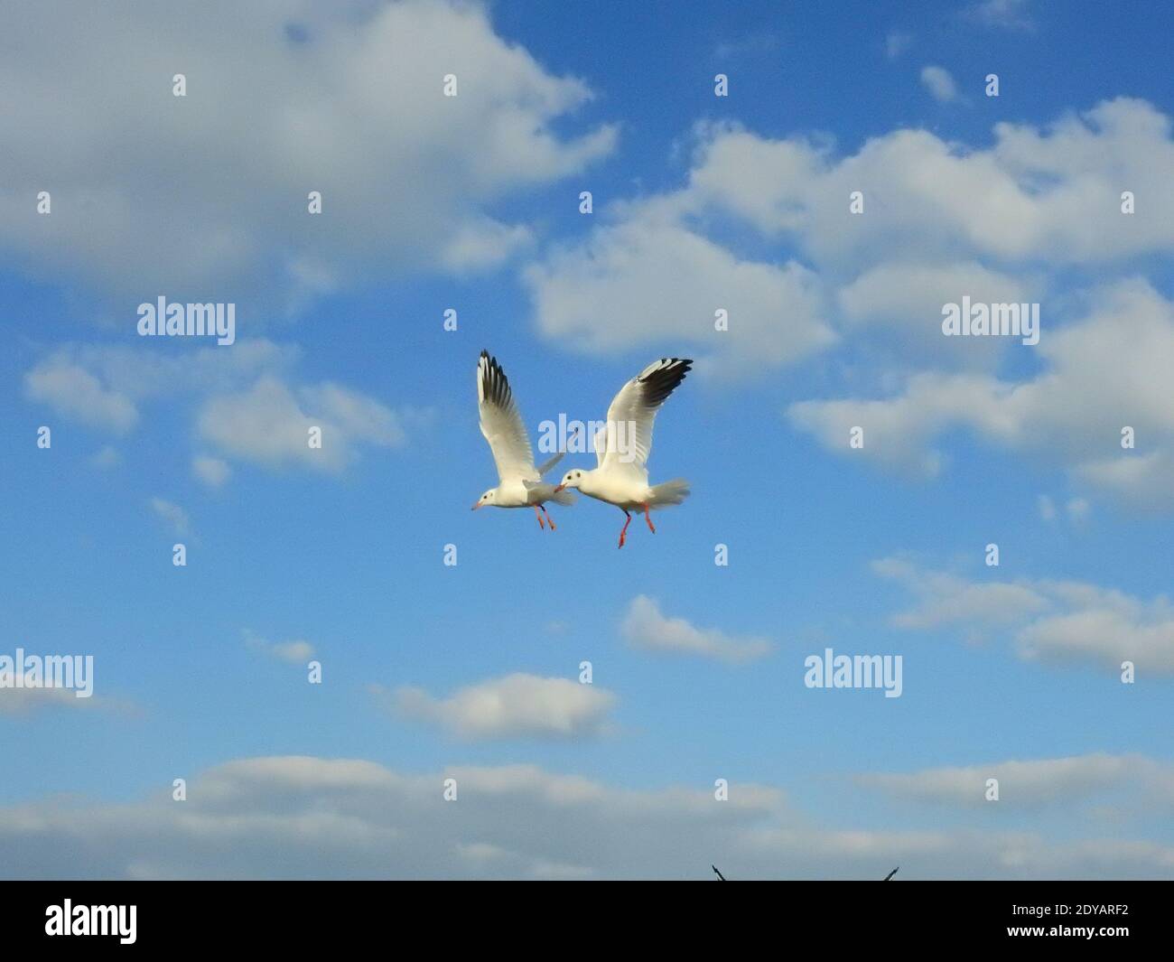 Two seagulls flying under blue sky and white clouds Stock Photo - Alamy