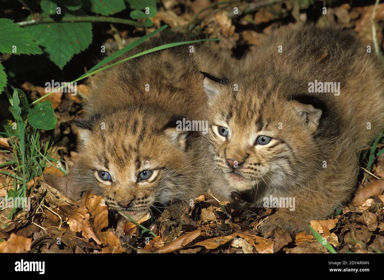 European Lynx, felis lynx, Cub Stock Photo