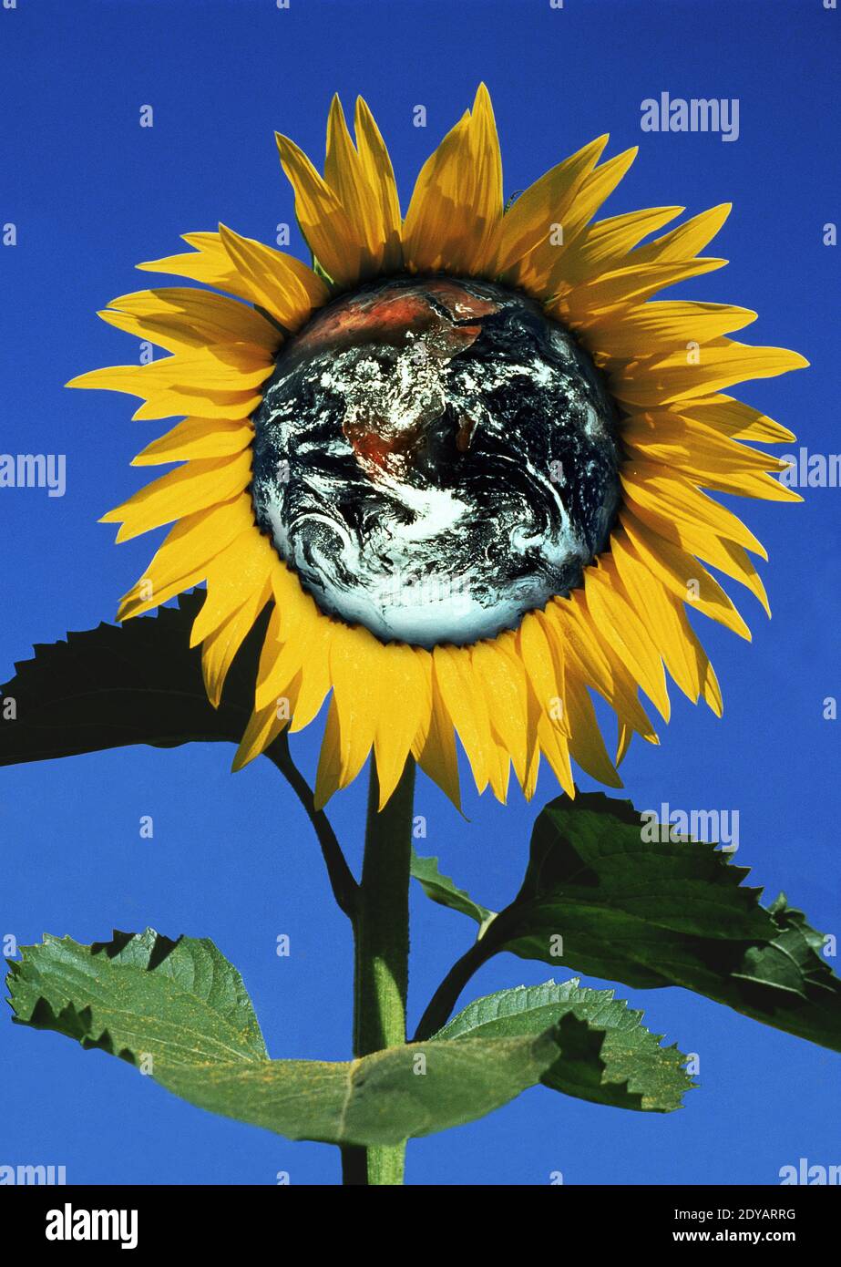 Earth Concept and Sunflower, Composite Image Stock Photo - Alamy