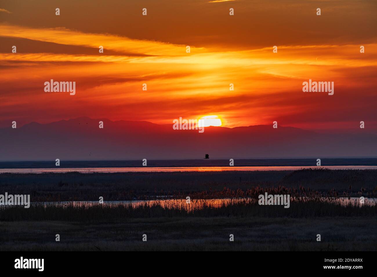 A Northern Harrier (Circus cyaneus) flies by as the sun sets over Stansbury Island as seen from the Eccles Wildlife Education Center, Farmington, UT. Stock Photo