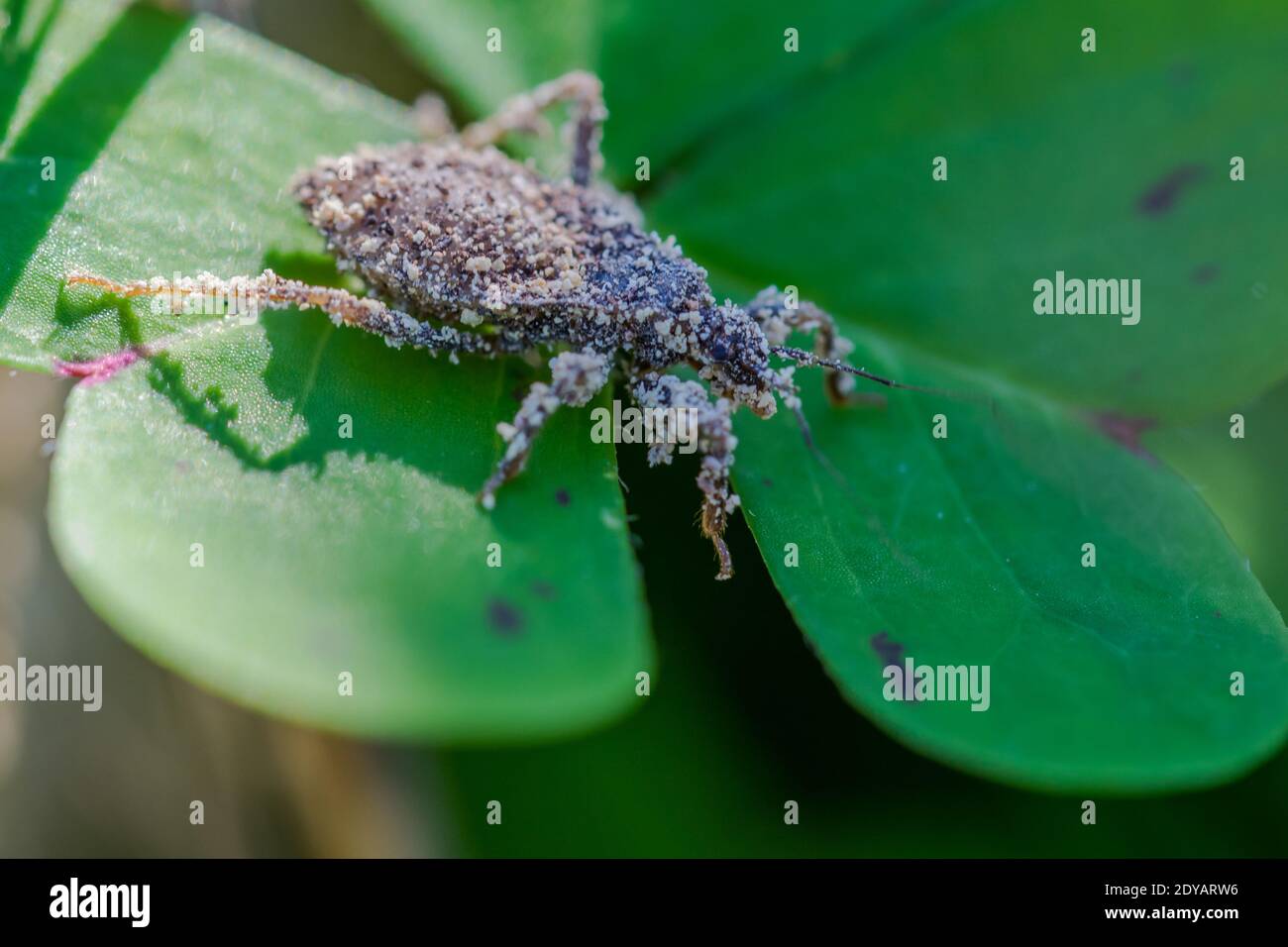 A small insect covered in dust walks on cape sorrel leaves Stock Photo ...
