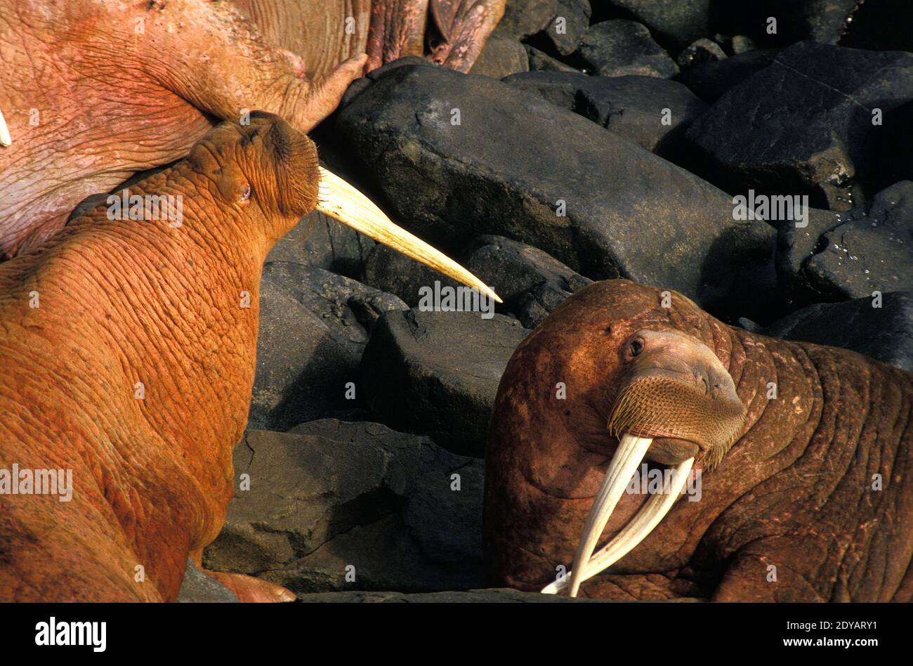 Walrus, odobenus rosmarus, Round Island, Alaska Stock Photo