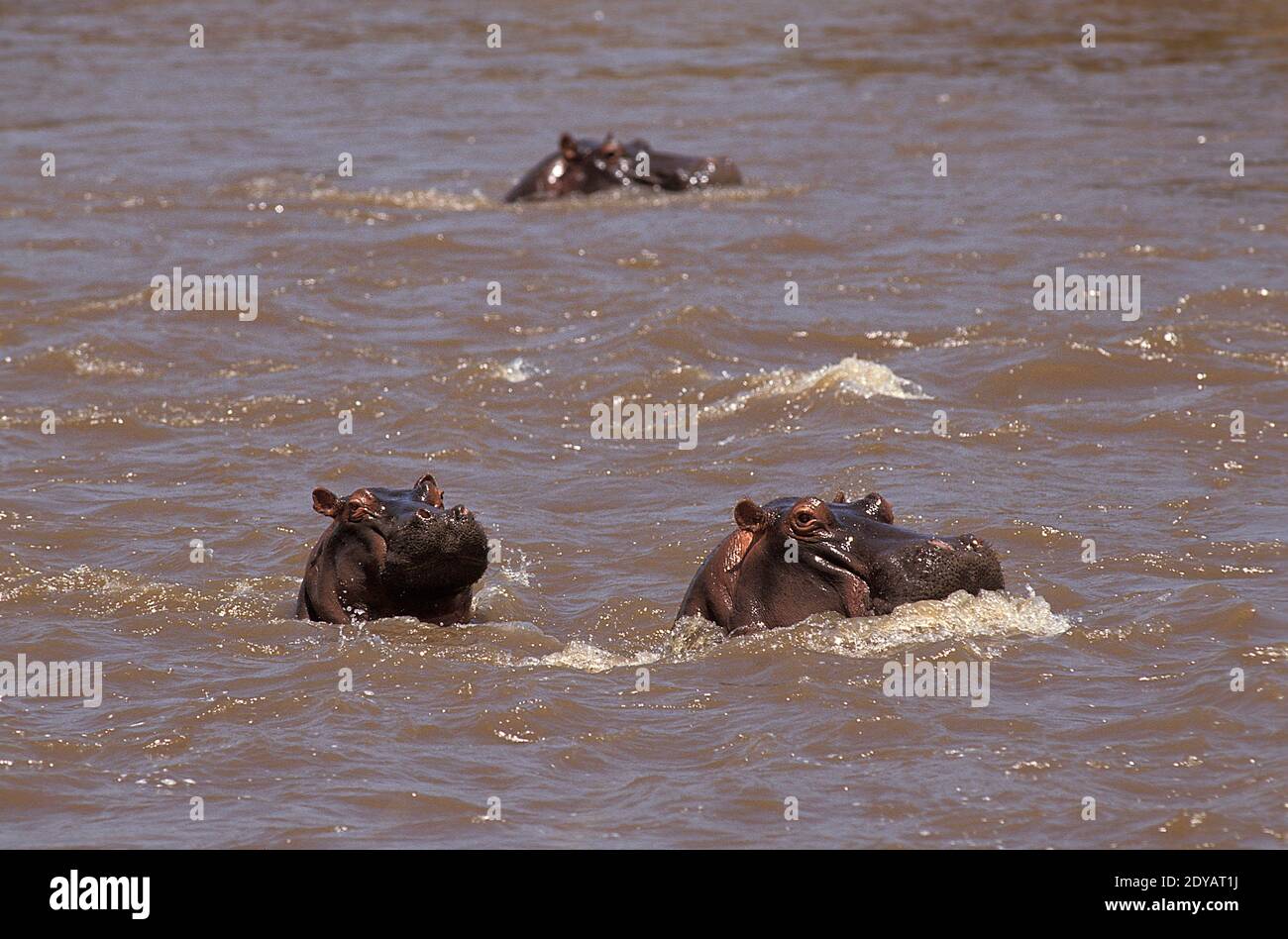Hippopotamus, hippopotamus amphibius, Adults standing in River, Masai Mara Park in Kenya Stock Photo