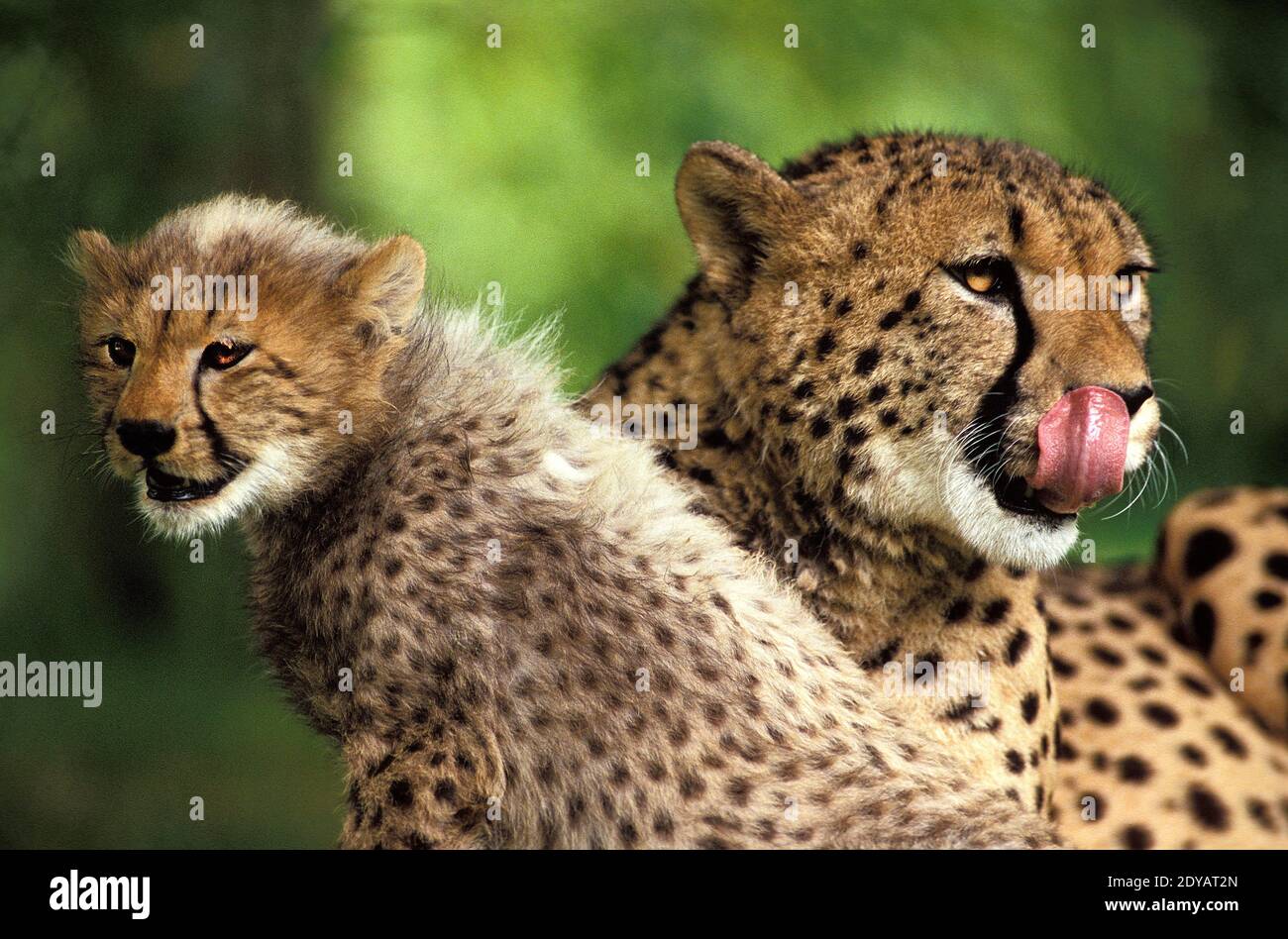 Cheetah, acinonyx jubatus, Mother and Cub, Licking its Nose, Masai Mara Park in Kenya Stock Photo