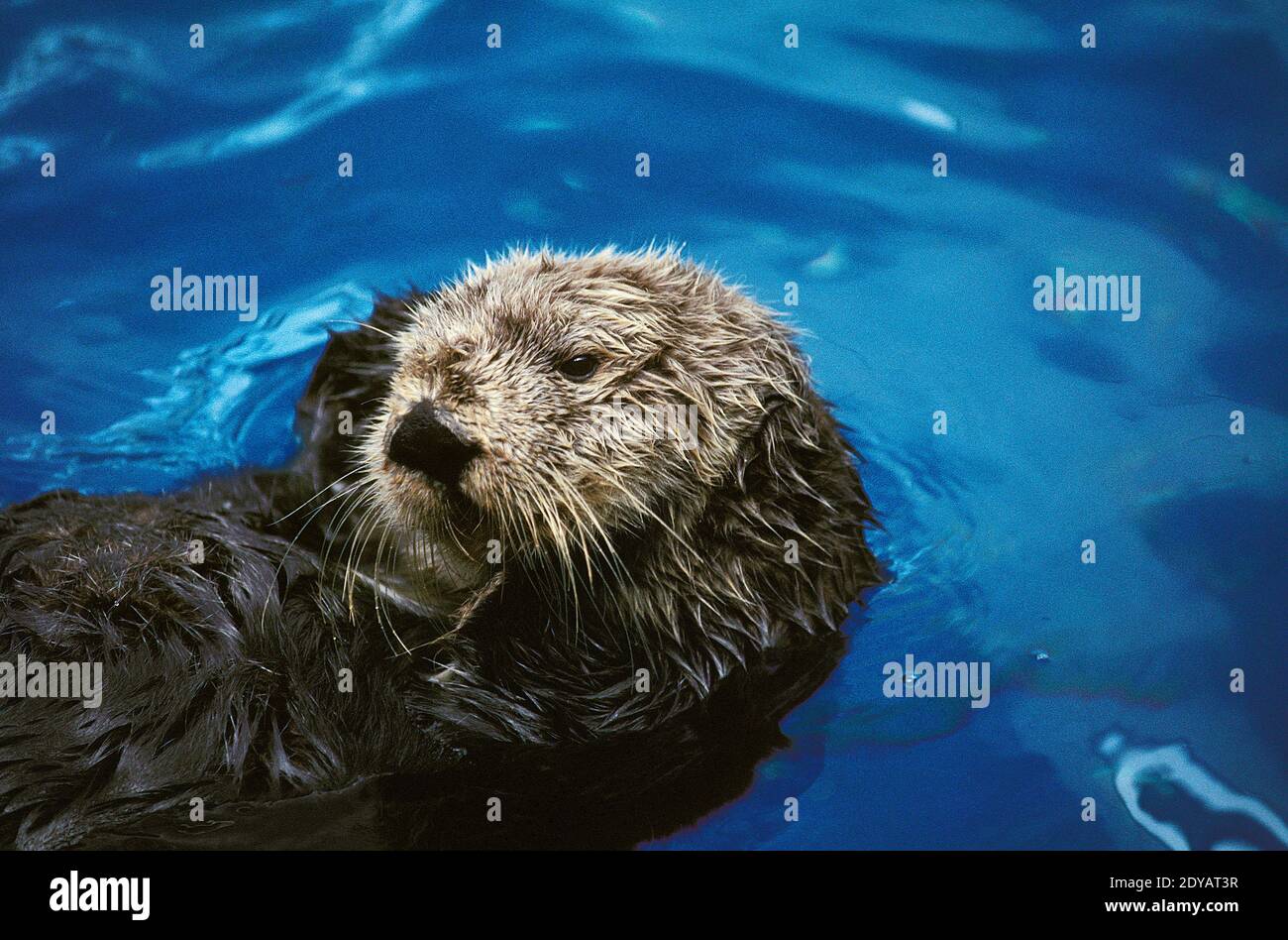 Sea Otter, enhydra lutris Stock Photo