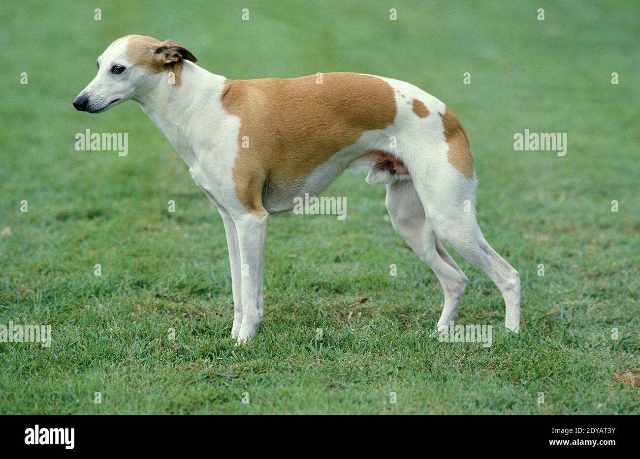 Whippet Dog Male Standing On Lawn Stock Photo Alamy whippet-dog-male-standing-on-lawn-stock-photo-alamy