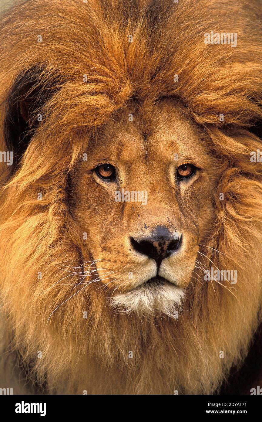 African Lion, panthera leo, Portrait of Male Stock Photo - Alamy