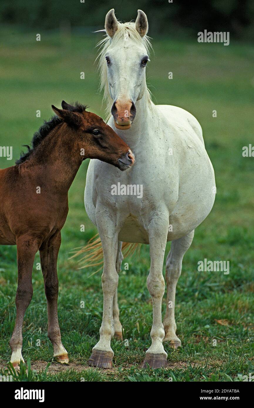 Lipizzan Horse, Mare and Foal Stock Photo