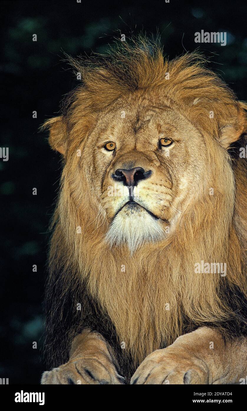 African Lion, panthera leo, Portrait of Male Stock Photo - Alamy