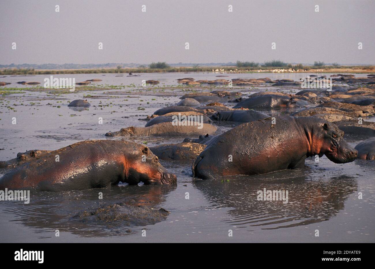Hippopotamus, hippopotamus amphibius, Group standing Lake, Virunga Park in Congo Stock Photo