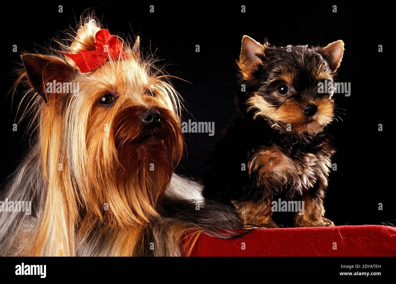 Yorkshire Terrier, Mother and Pup Stock Photo