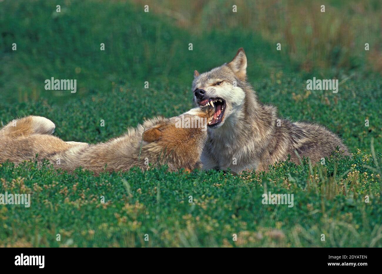 Wolf Submitting European Wolf, canis lupus, Submission behaviour Stock Photo - Alamy