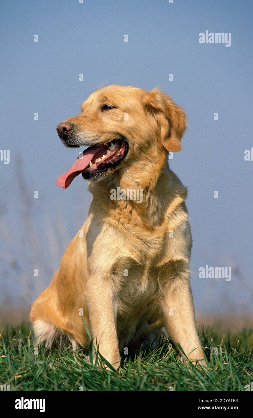 Golden Retriever, Dog Sitting on Grass Stock Photo - Alamy