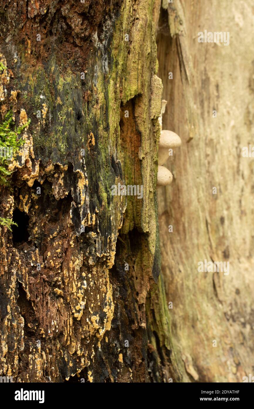 Fungi, symbolic of colourful patterns in nature, decay and death Stock ...