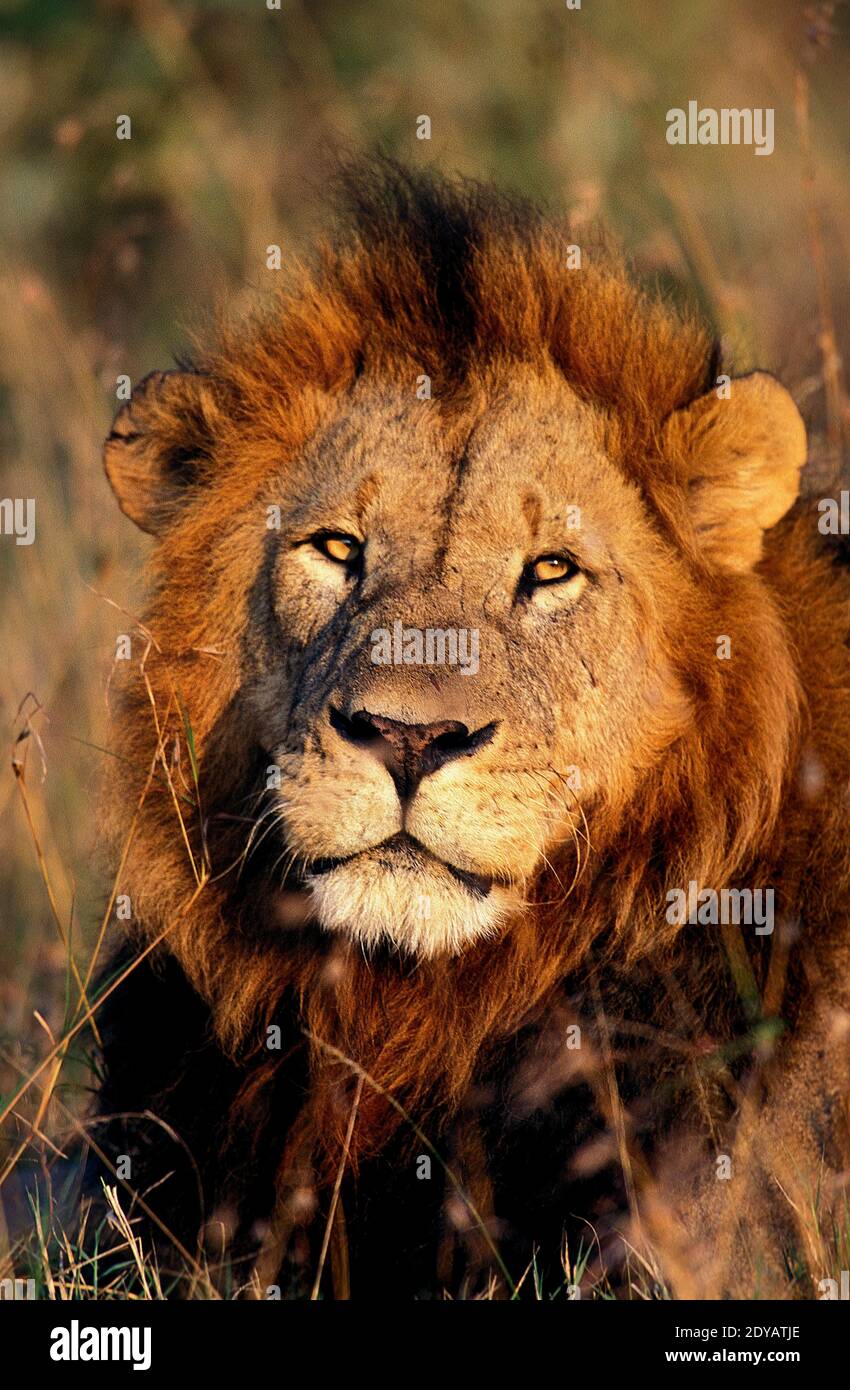 African Lion, panthera leo, Portrait of Male, Masai Mara Park in Kenya ...