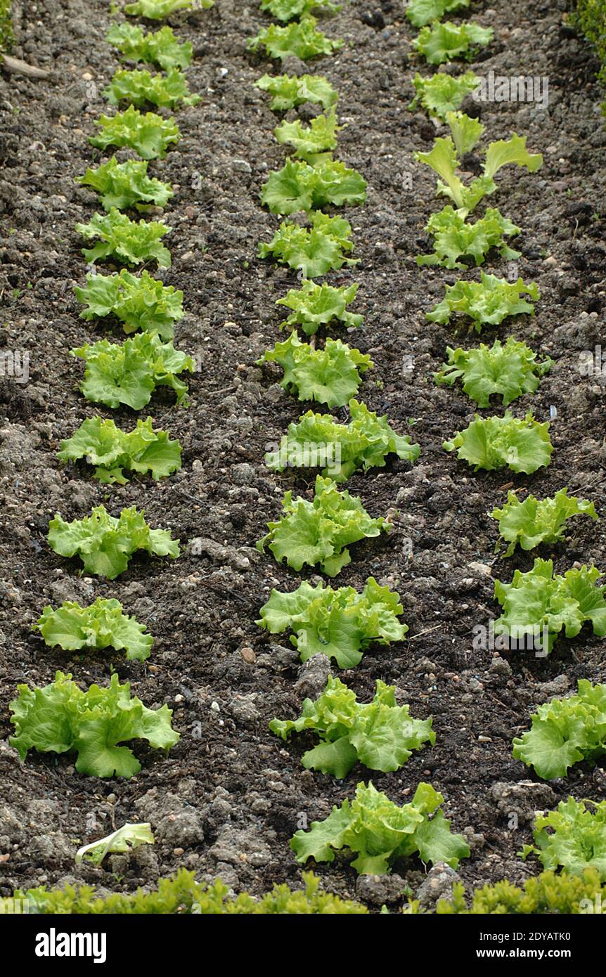 Garden with Batavia Salad, lactuca sativa Stock Photo
