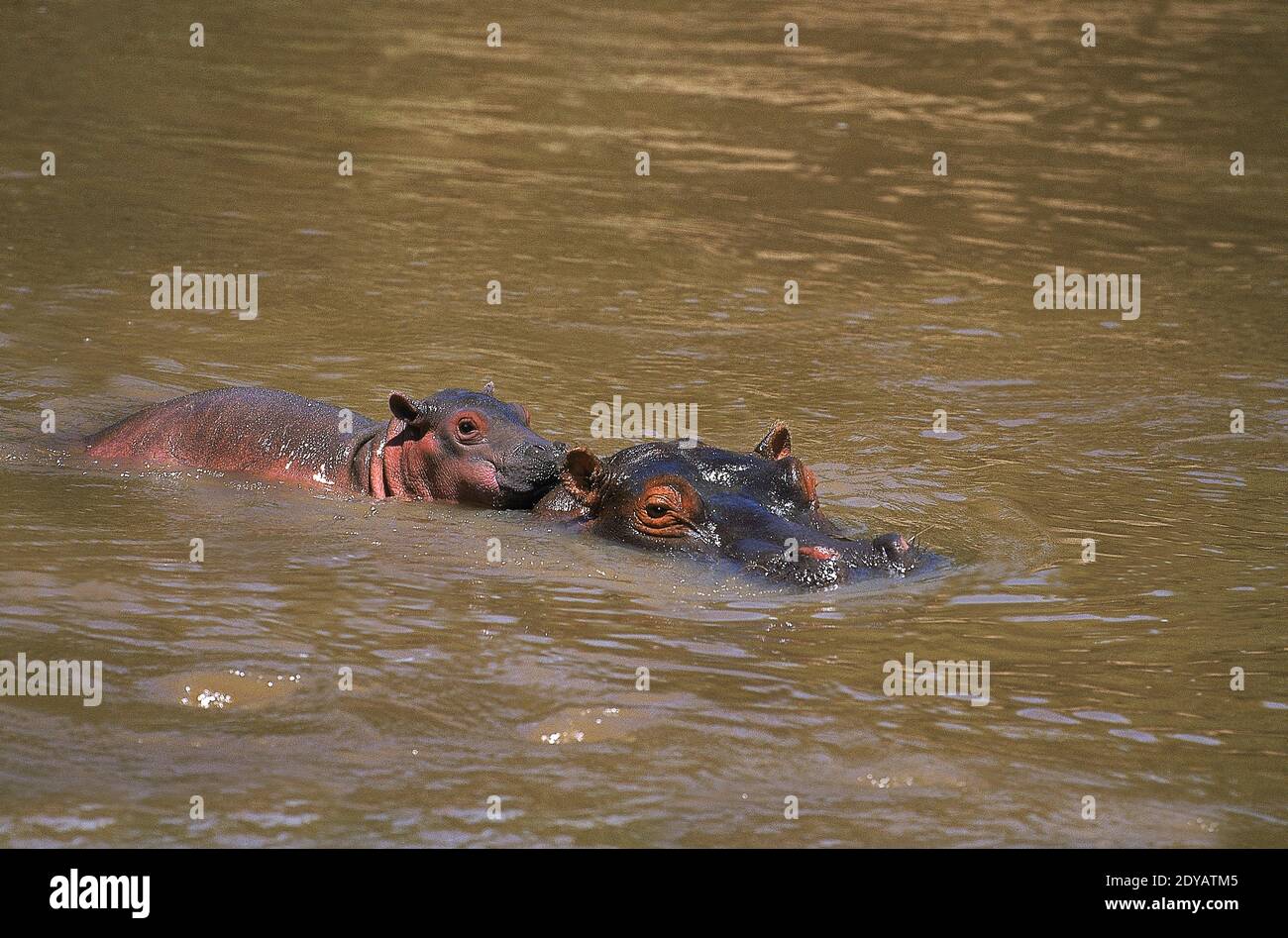 Hippopotamus, hippopotamus amphibius, Mother and Calf standing in River, Masai Mara Park in Kenya Stock Photo