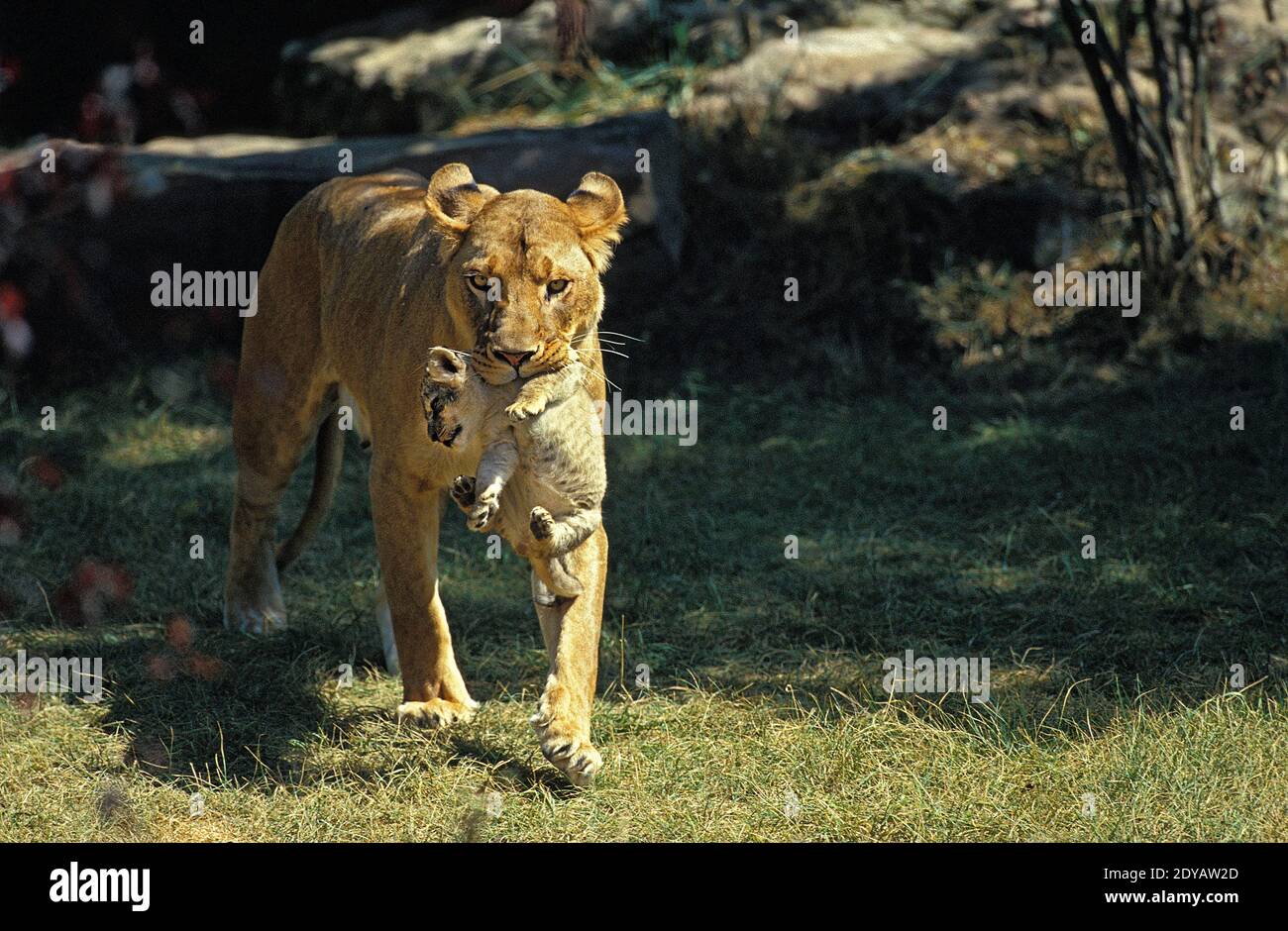 African Lion, panthera leo, Mother carrying Cub in its Mouth Stock Photo