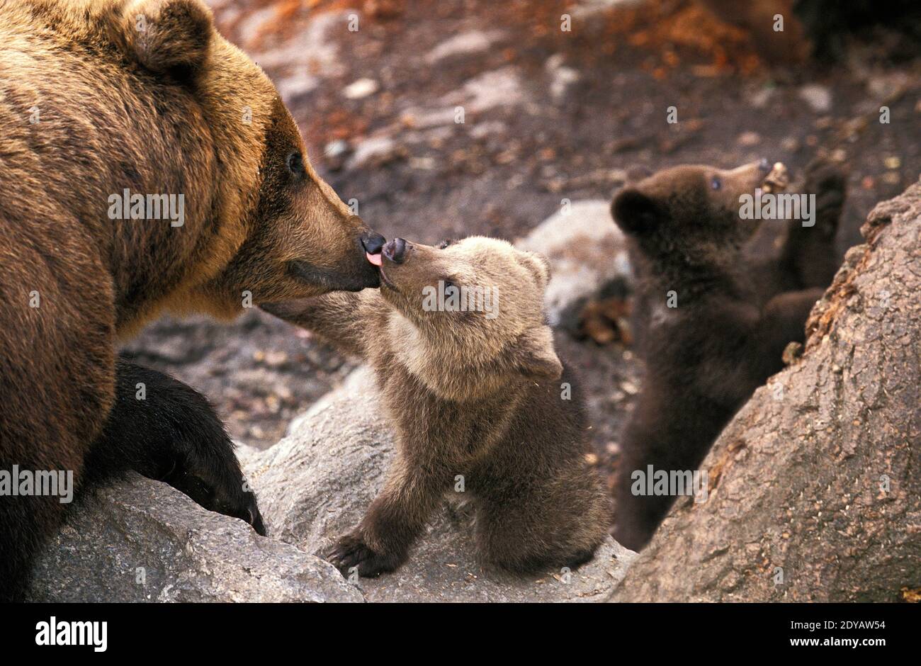 Brown Bear, ursus arctos, Mother and Cub Licking Stock Photo - Alamy