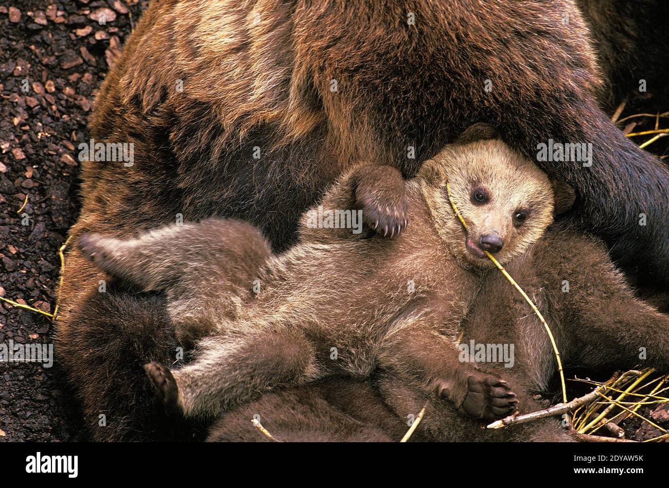 Brown Bear, ursus arctos, Mother and Cub Stock Photo - Alamy