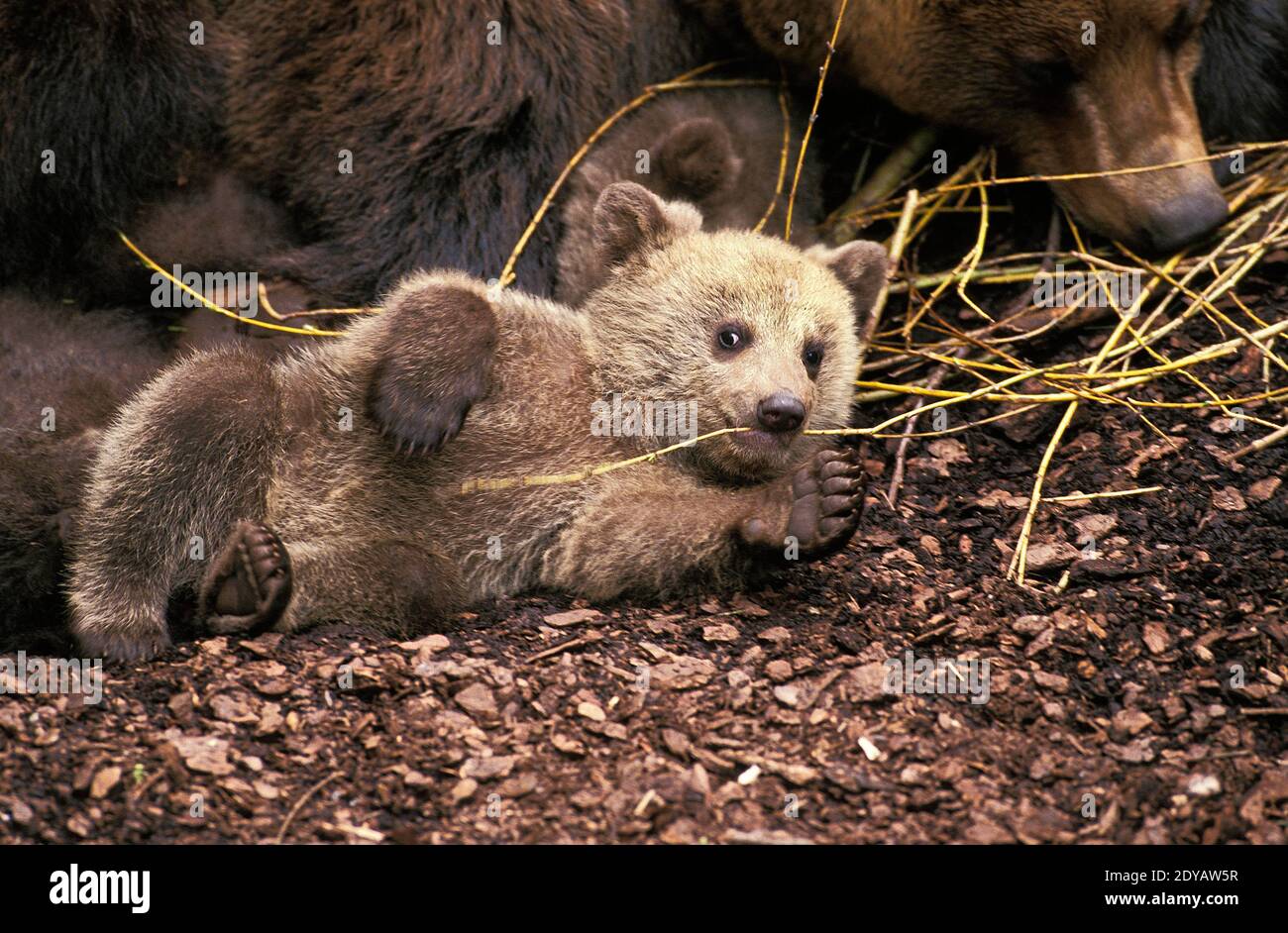 Brown Bear, ursus arctos, Mother and Cub Stock Photo - Alamy